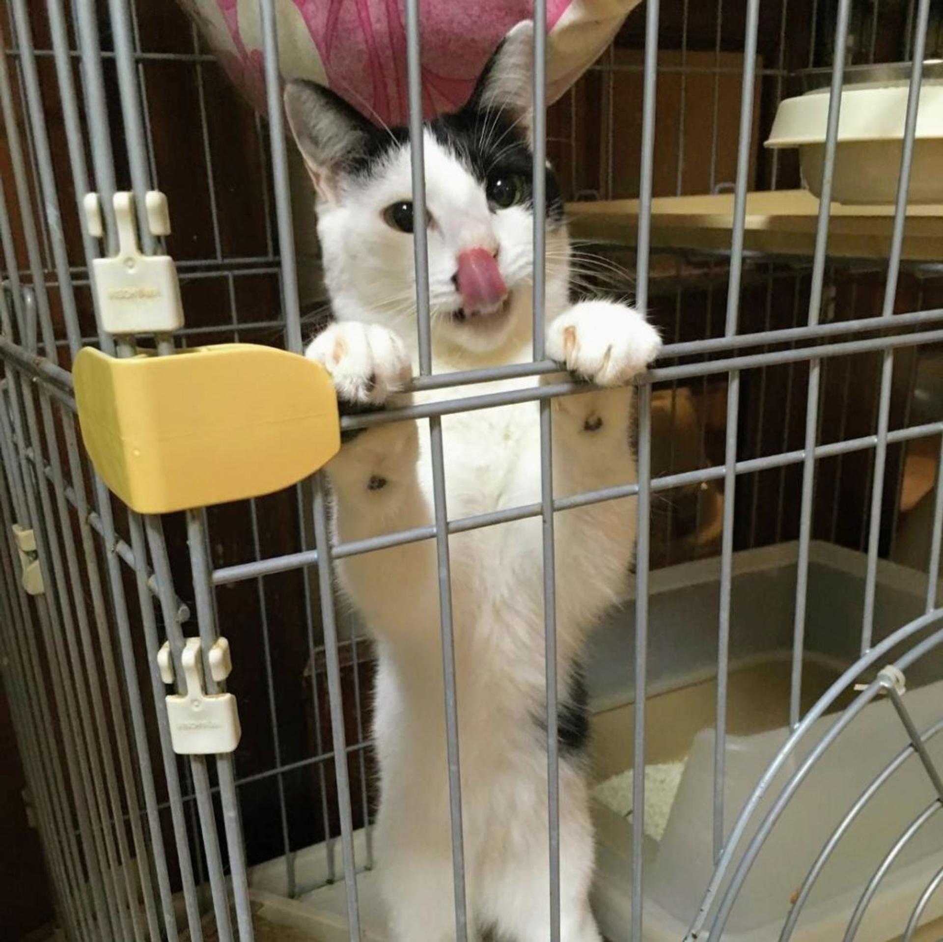 pet-image-3