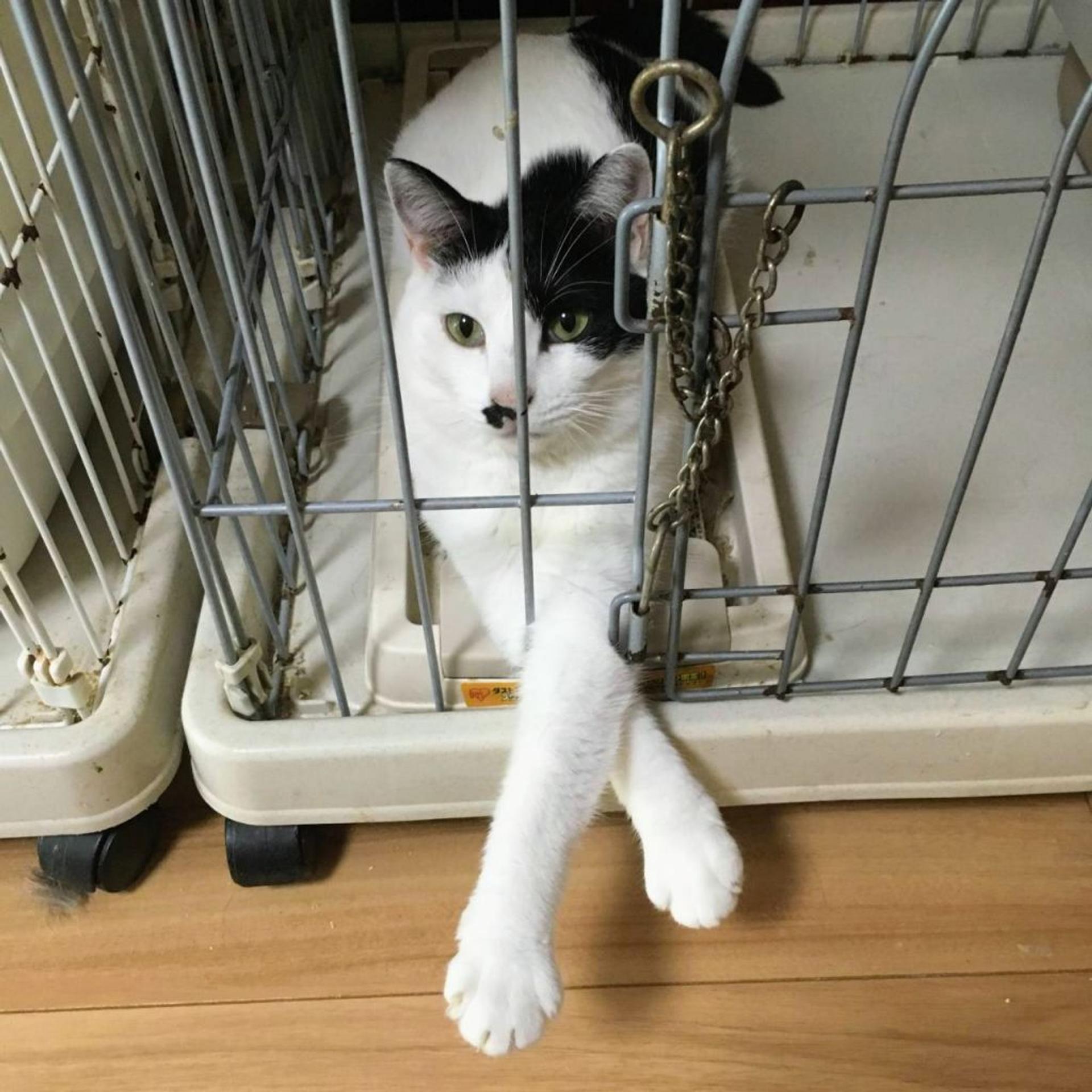 pet-image-7