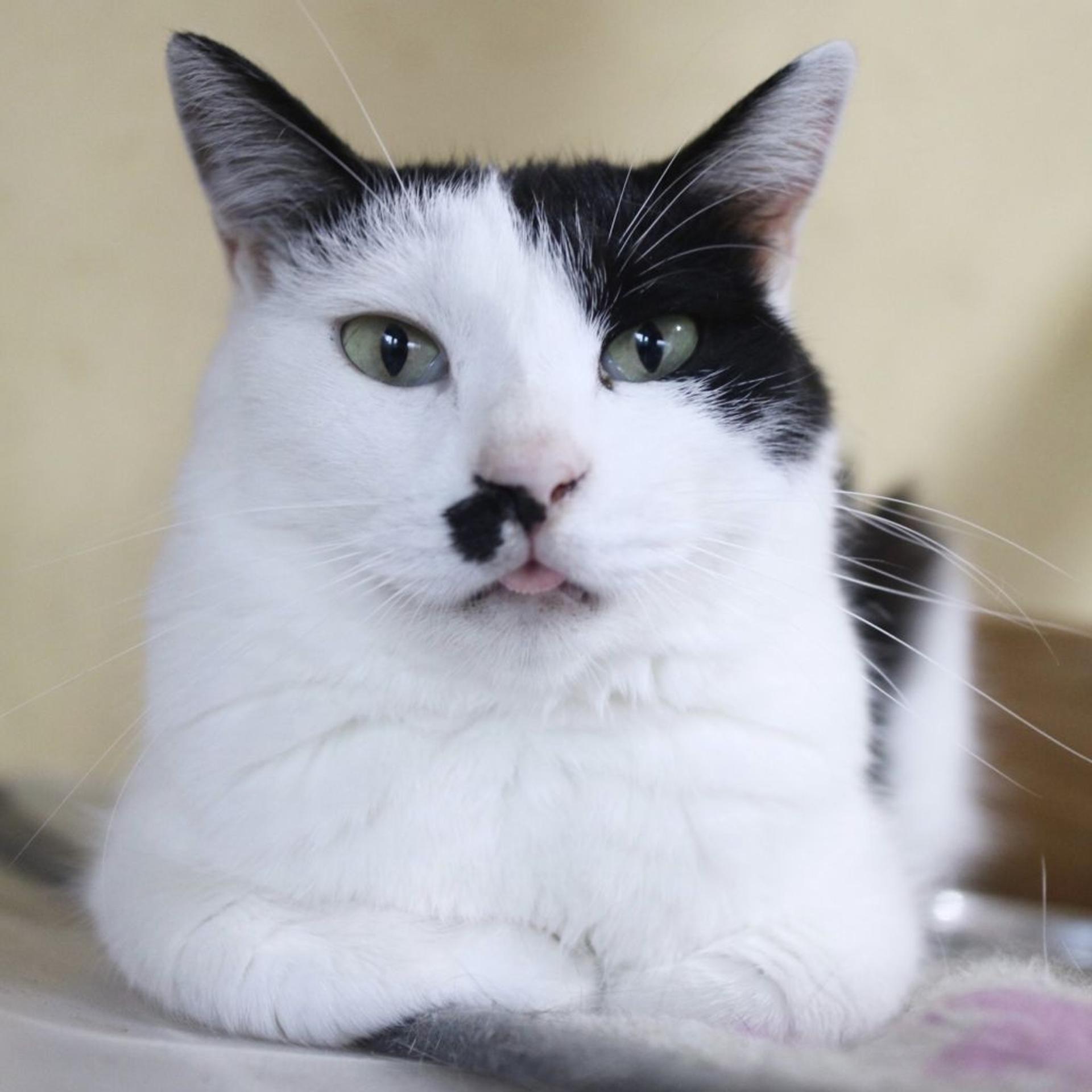 pet-image-2