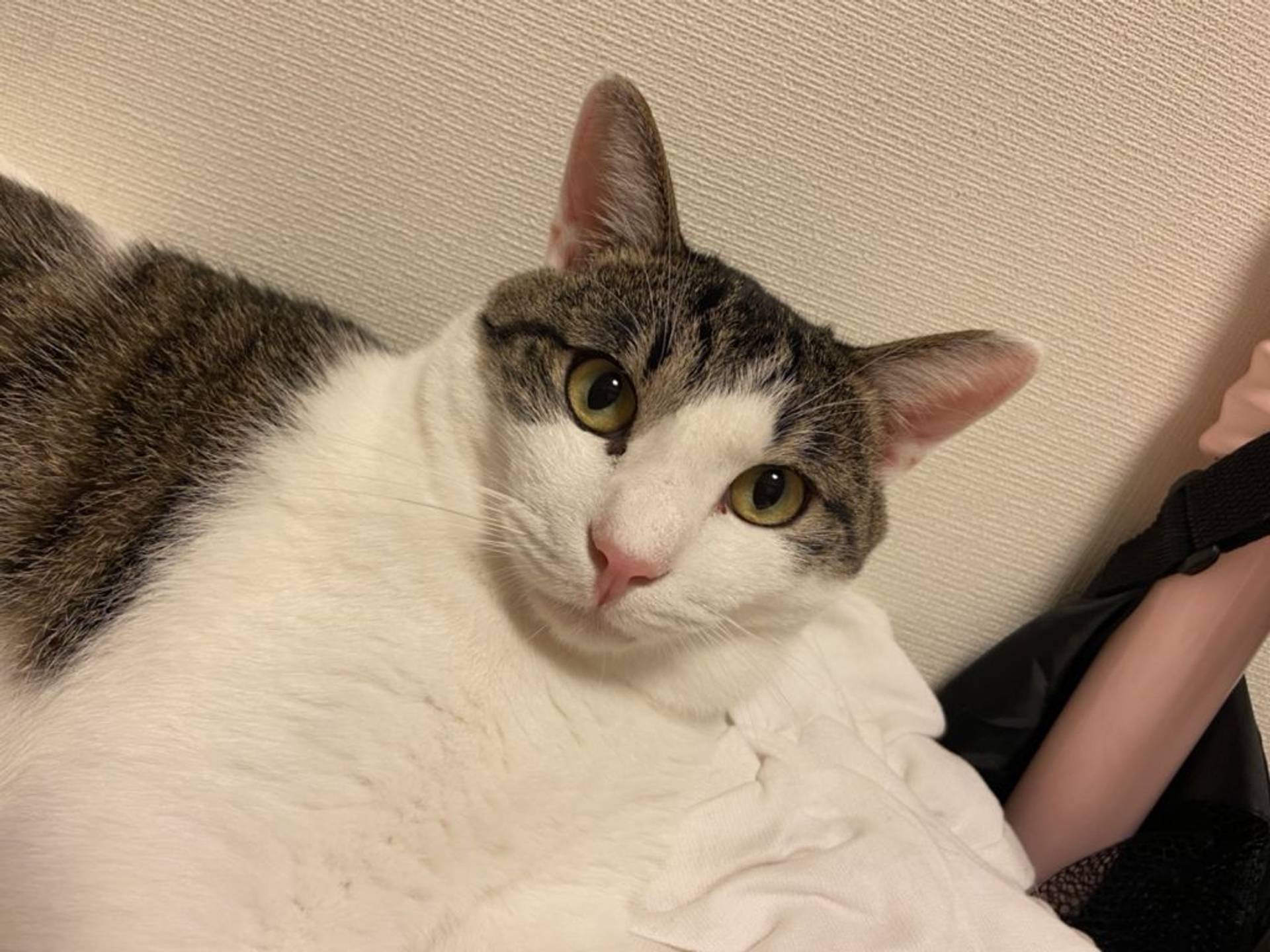 雑種（ミックス猫）・オスの里親募集の写真