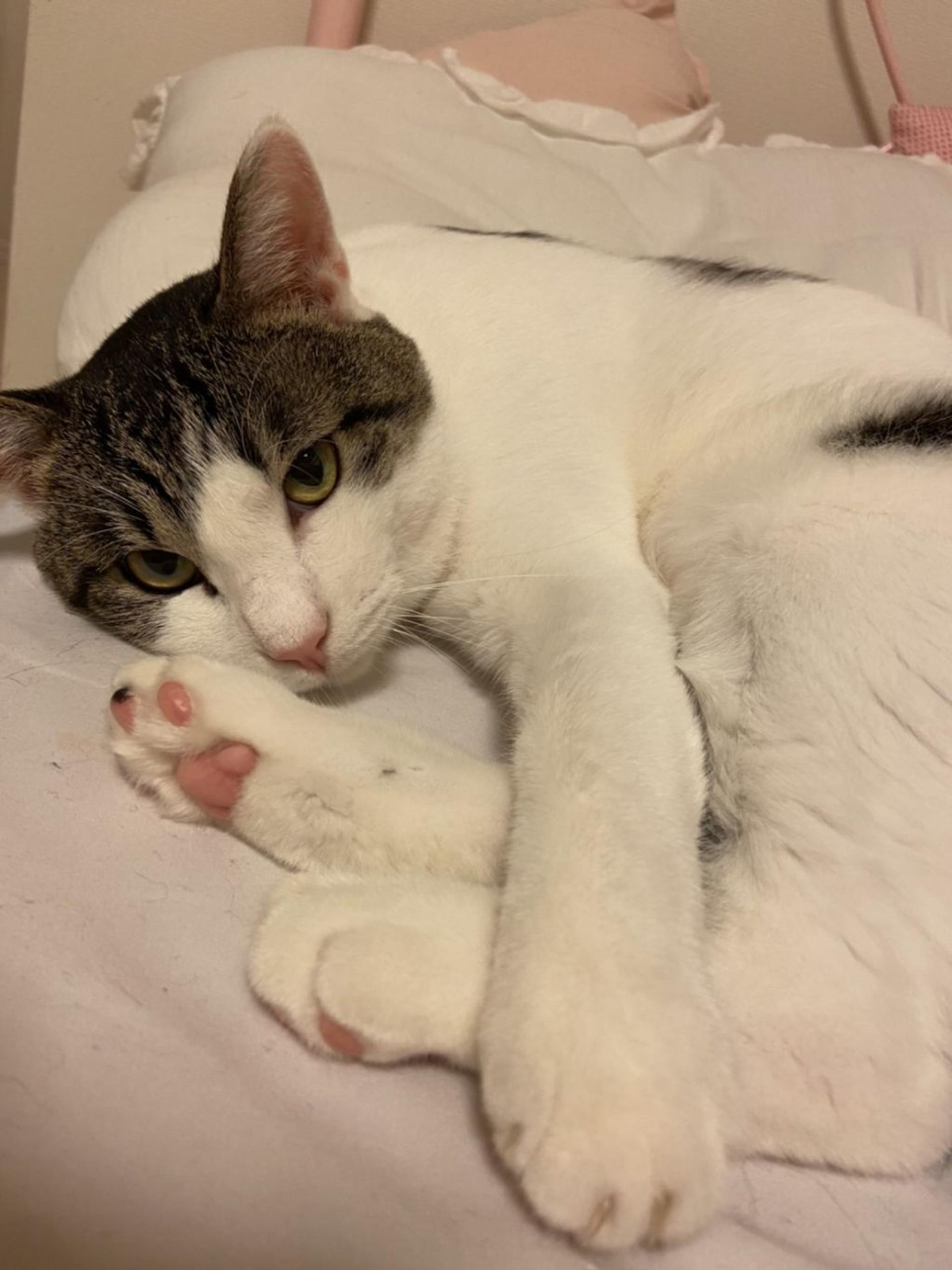 pet-image-2