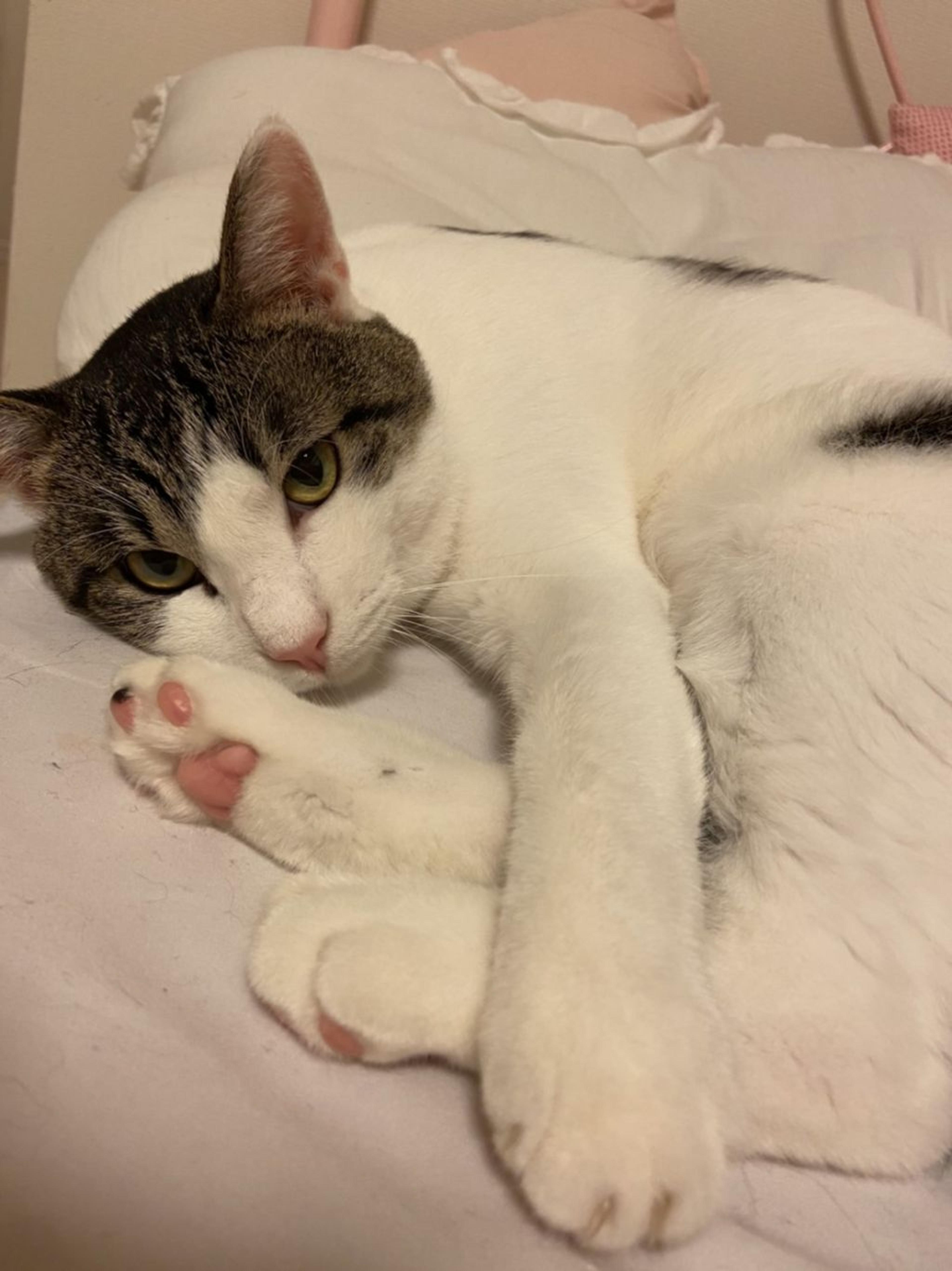 pet-image-2