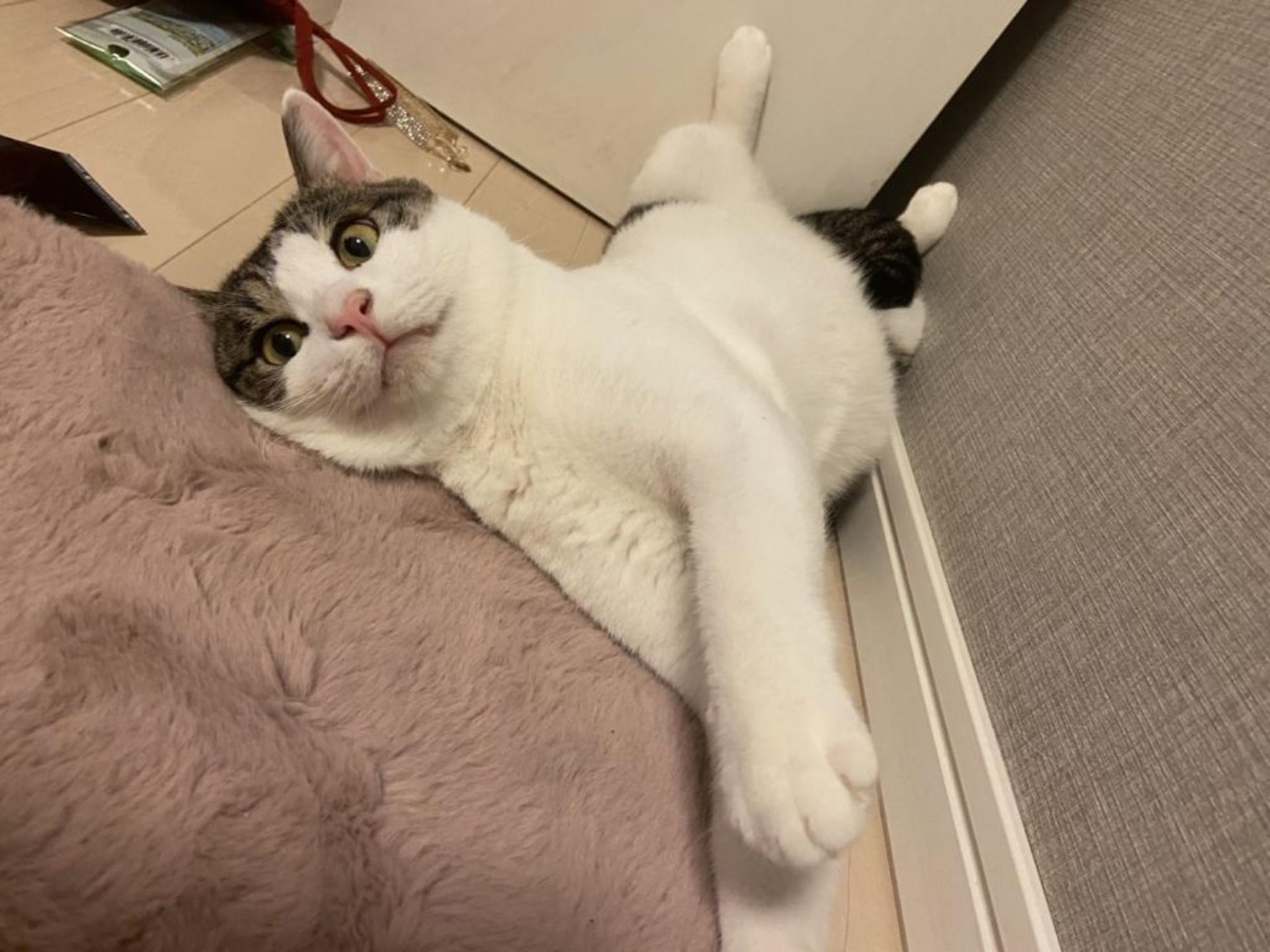 pet-image-3