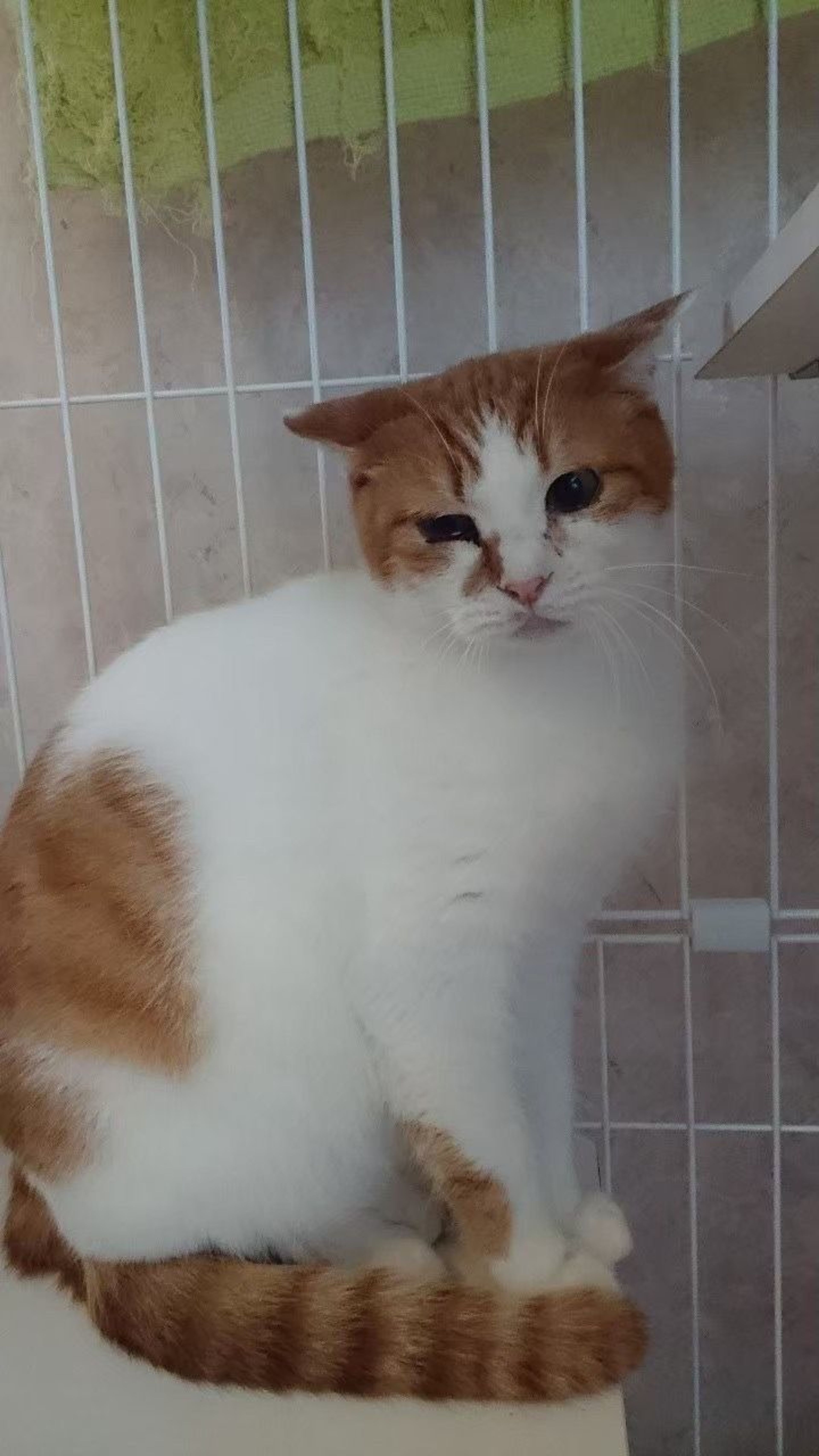 pet-image-2