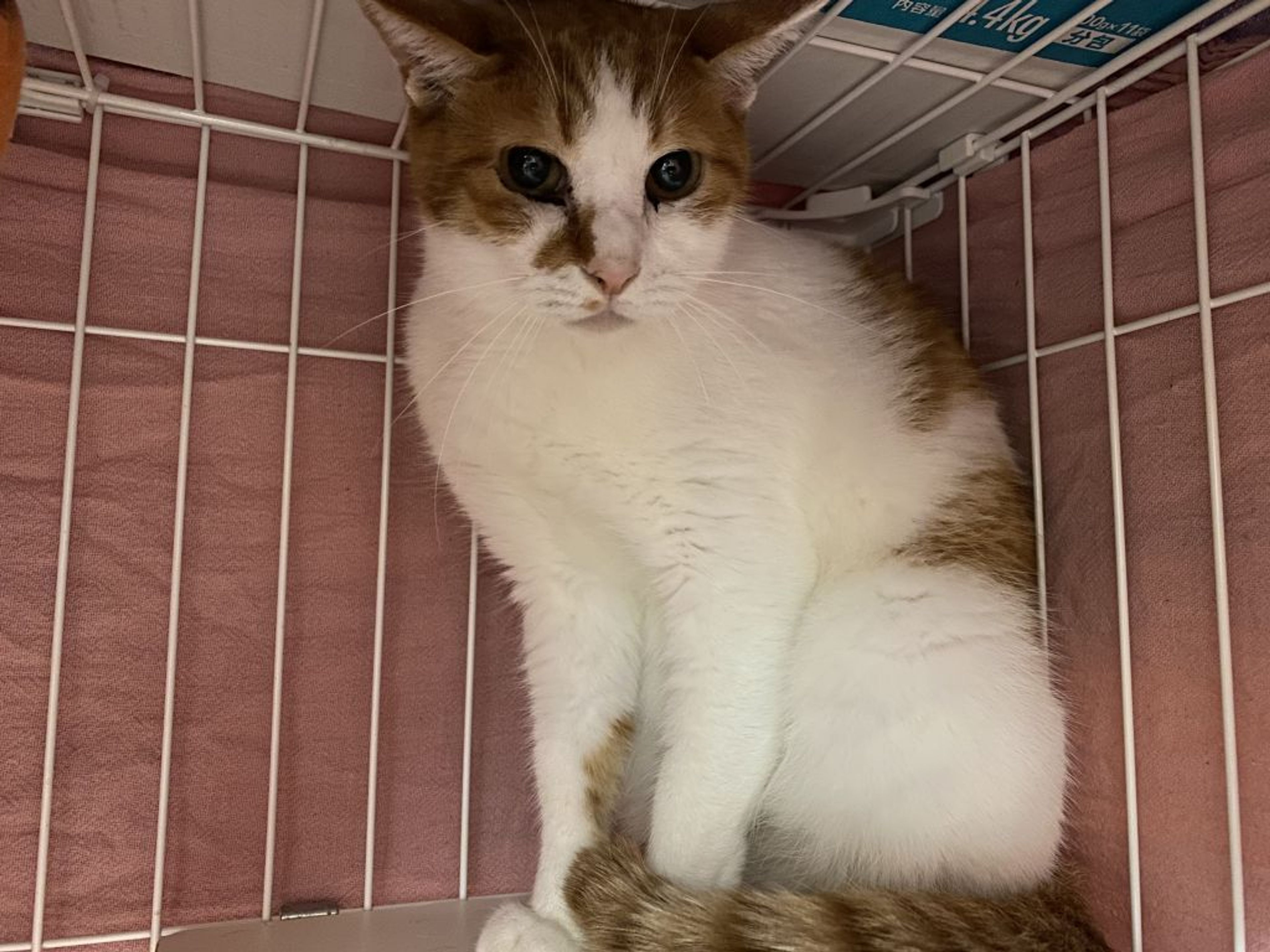 pet-image-3