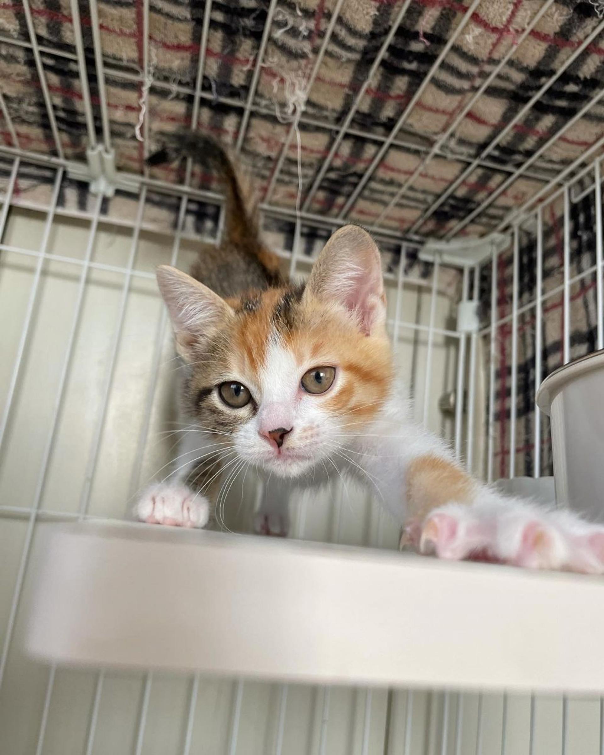 pet-image-4