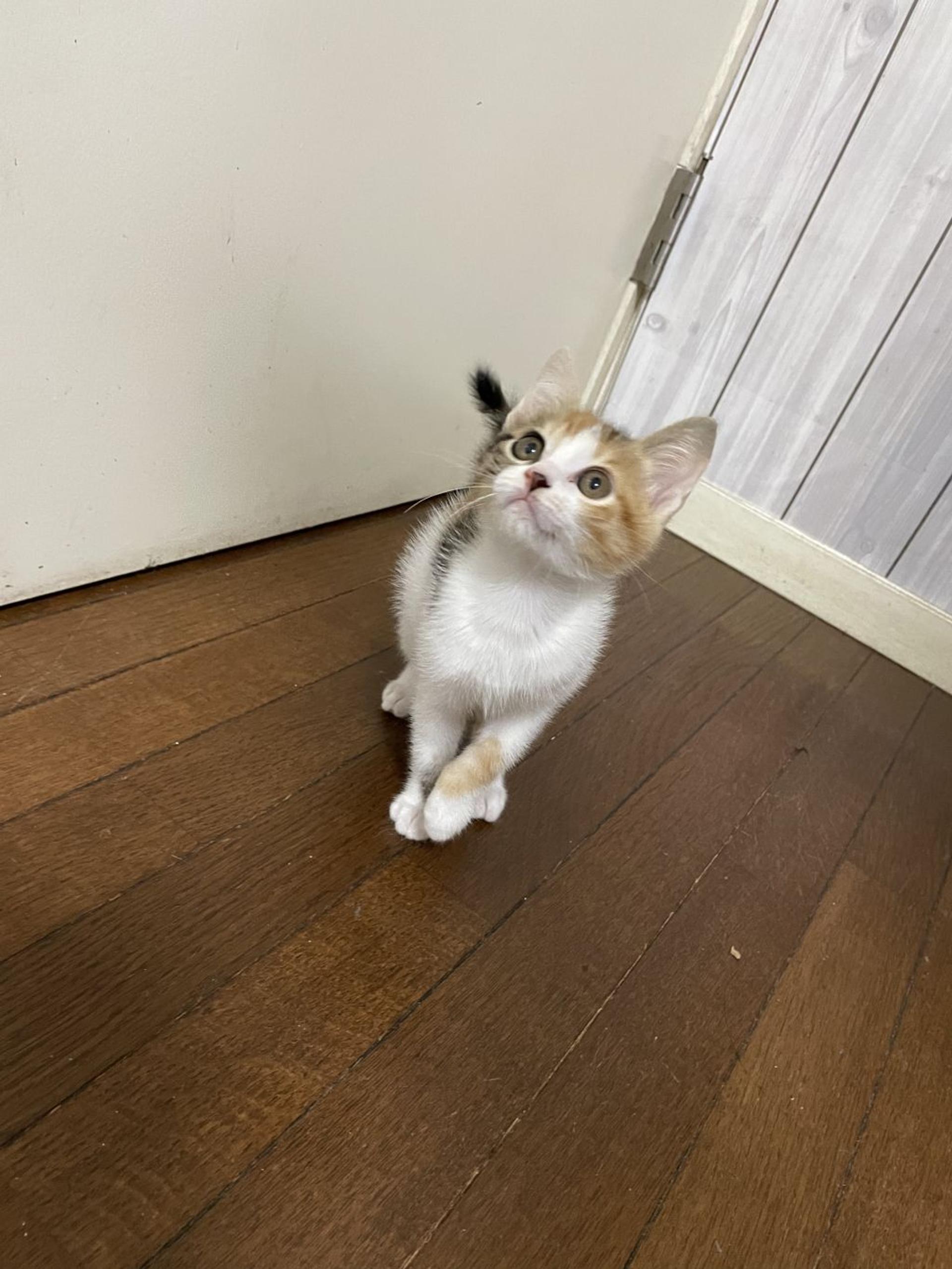 pet-image-5