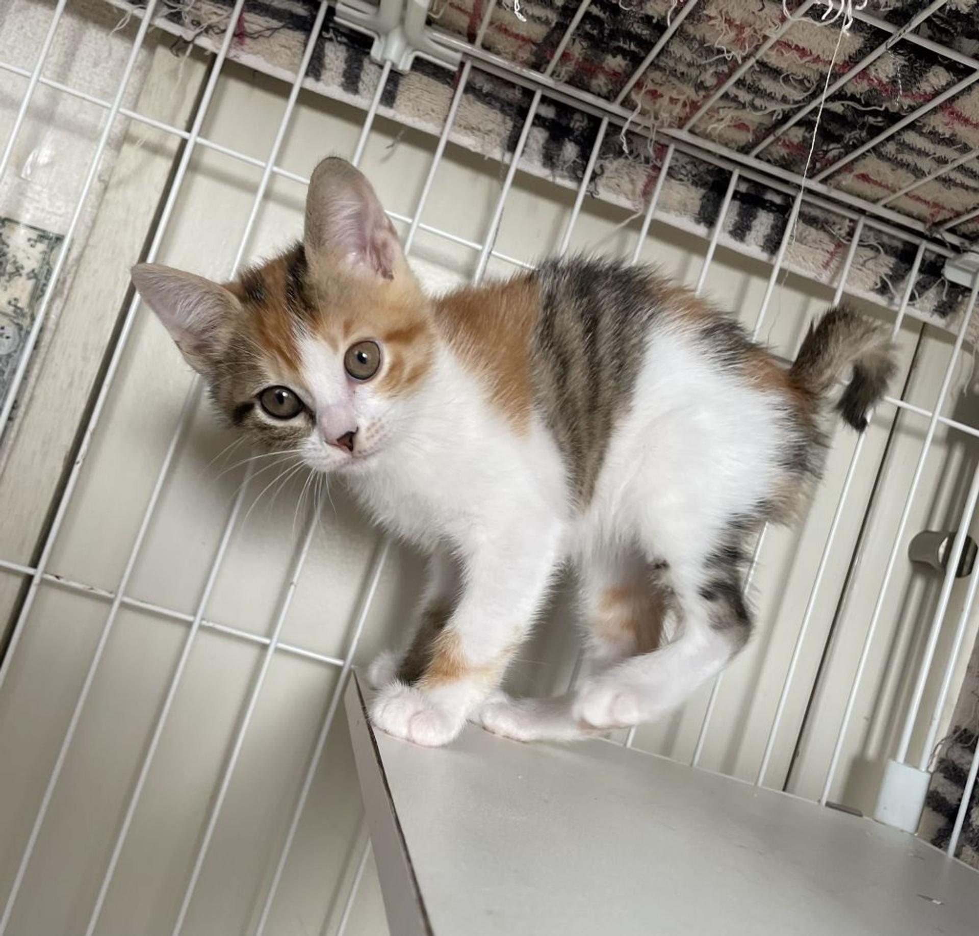 pet-image-6