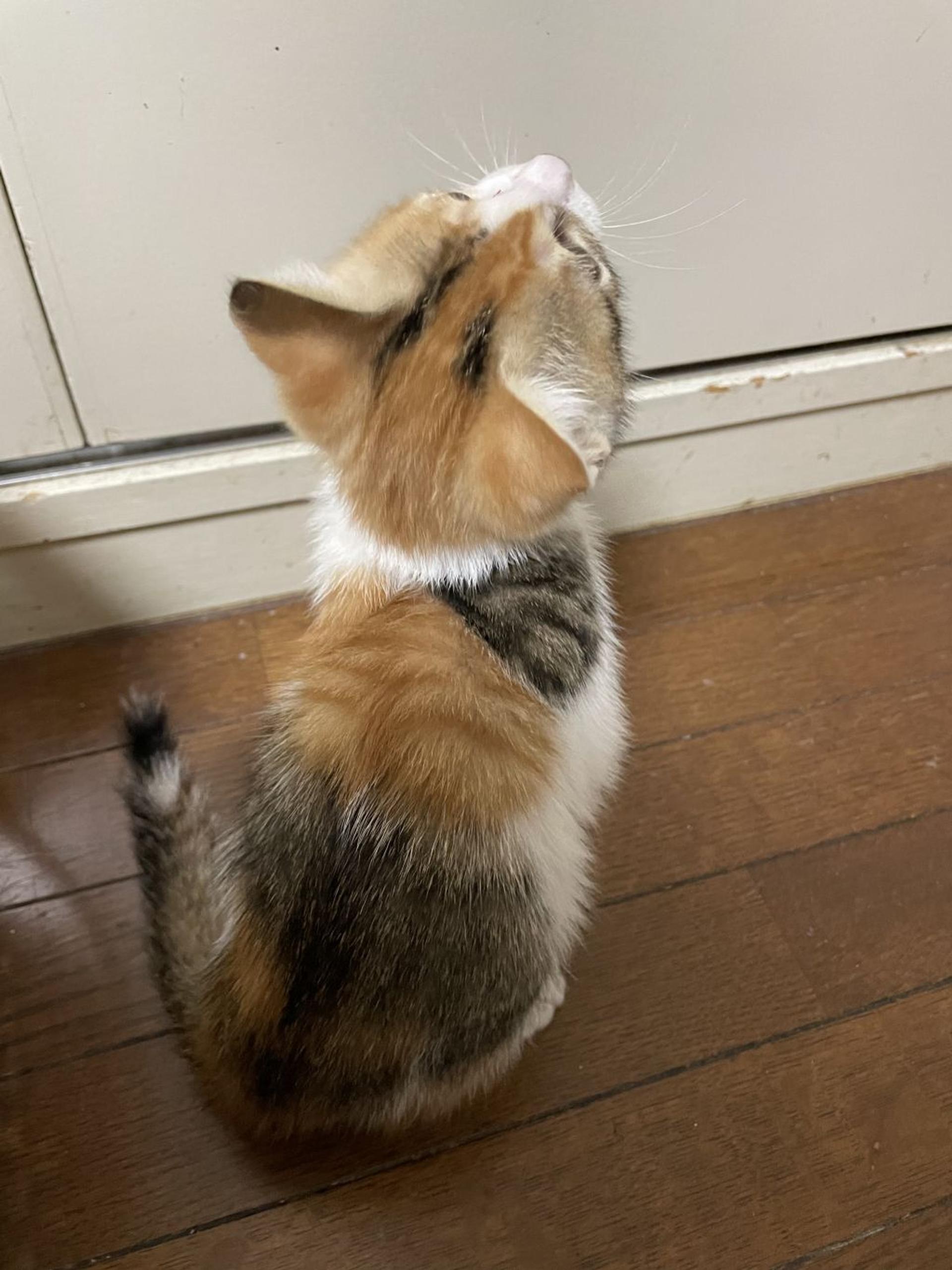 pet-image-8