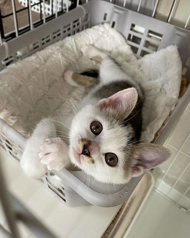 キィちゃん