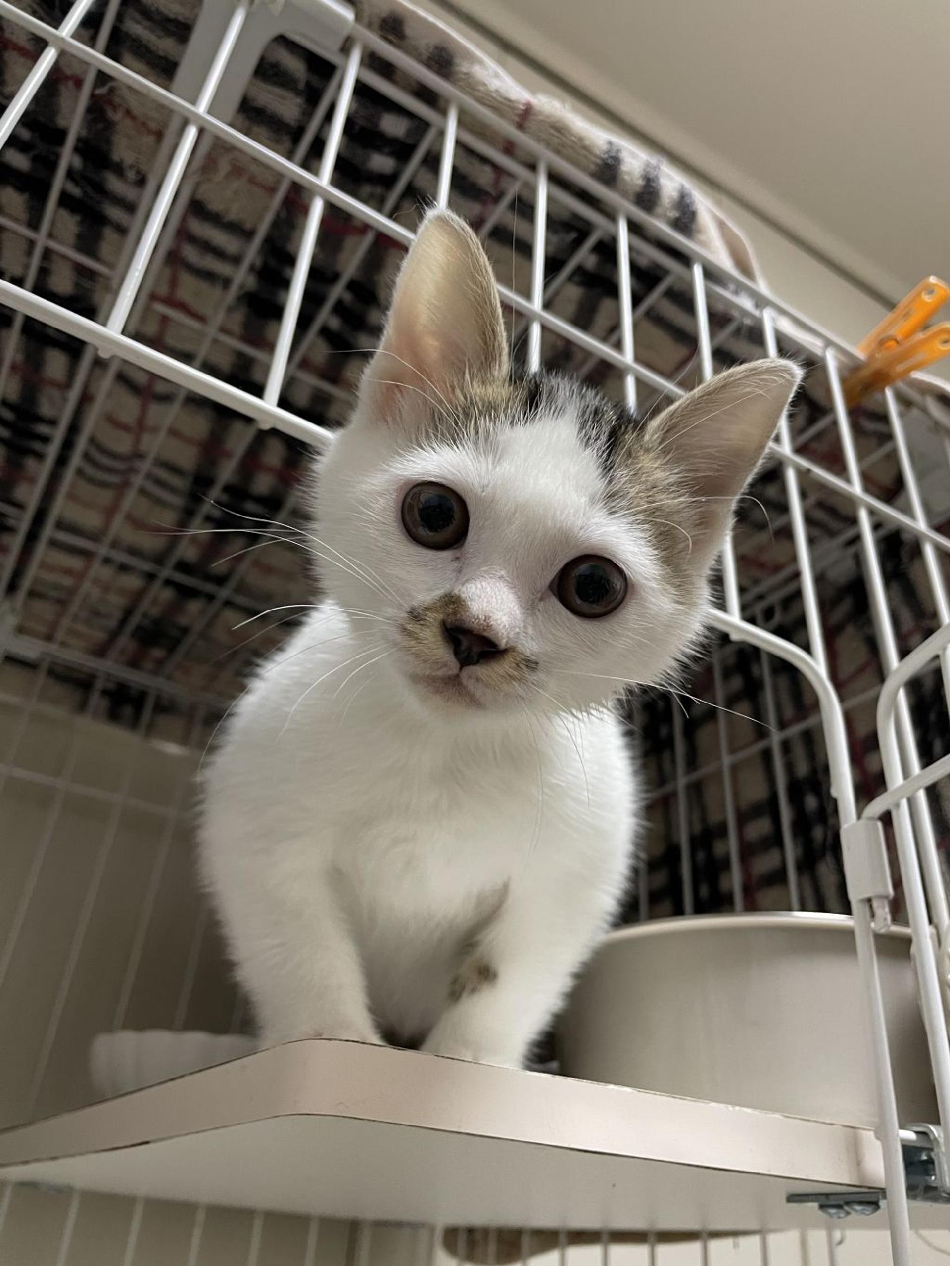 pet-image-3