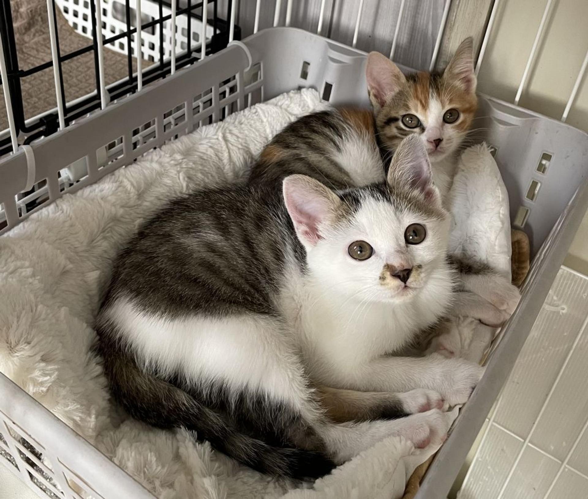 pet-image-4