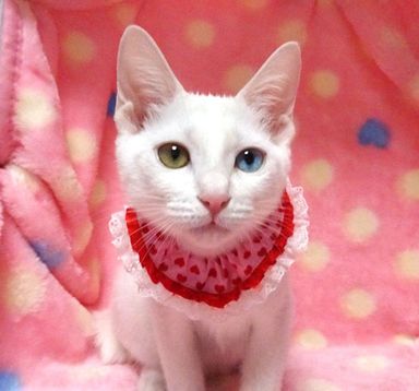 メイラちゃんの写真
