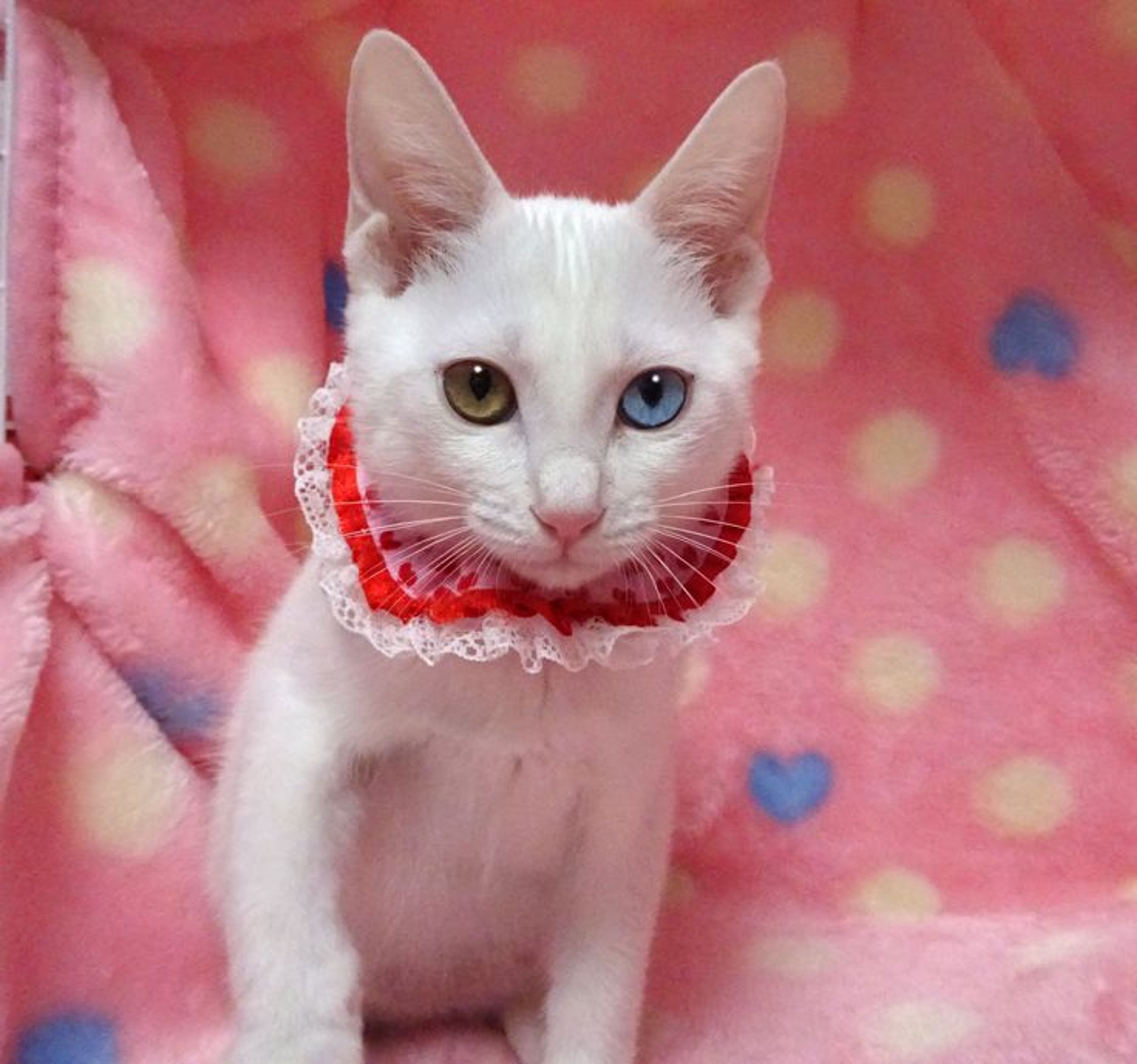 pet-image-3