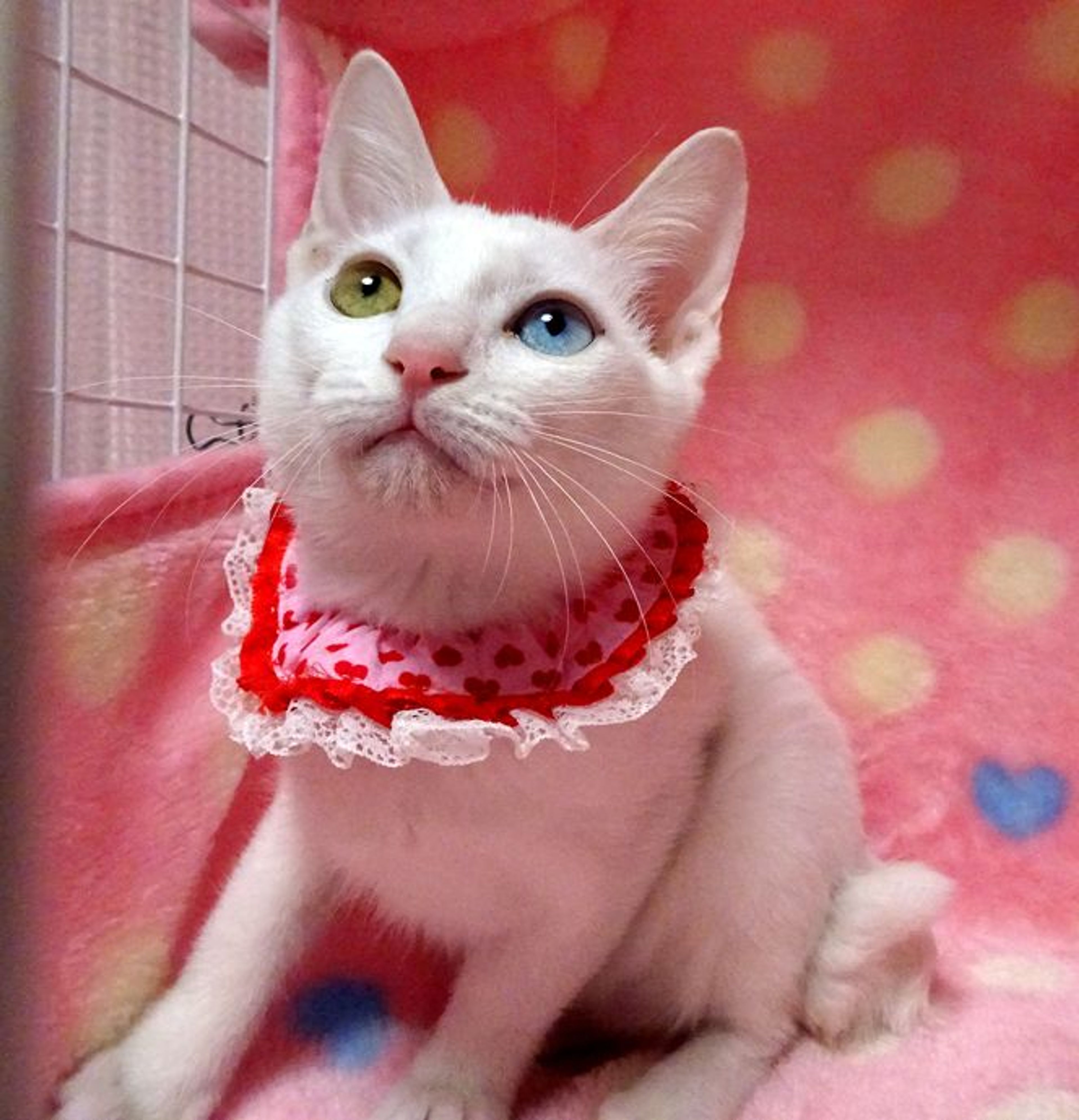 pet-image-4