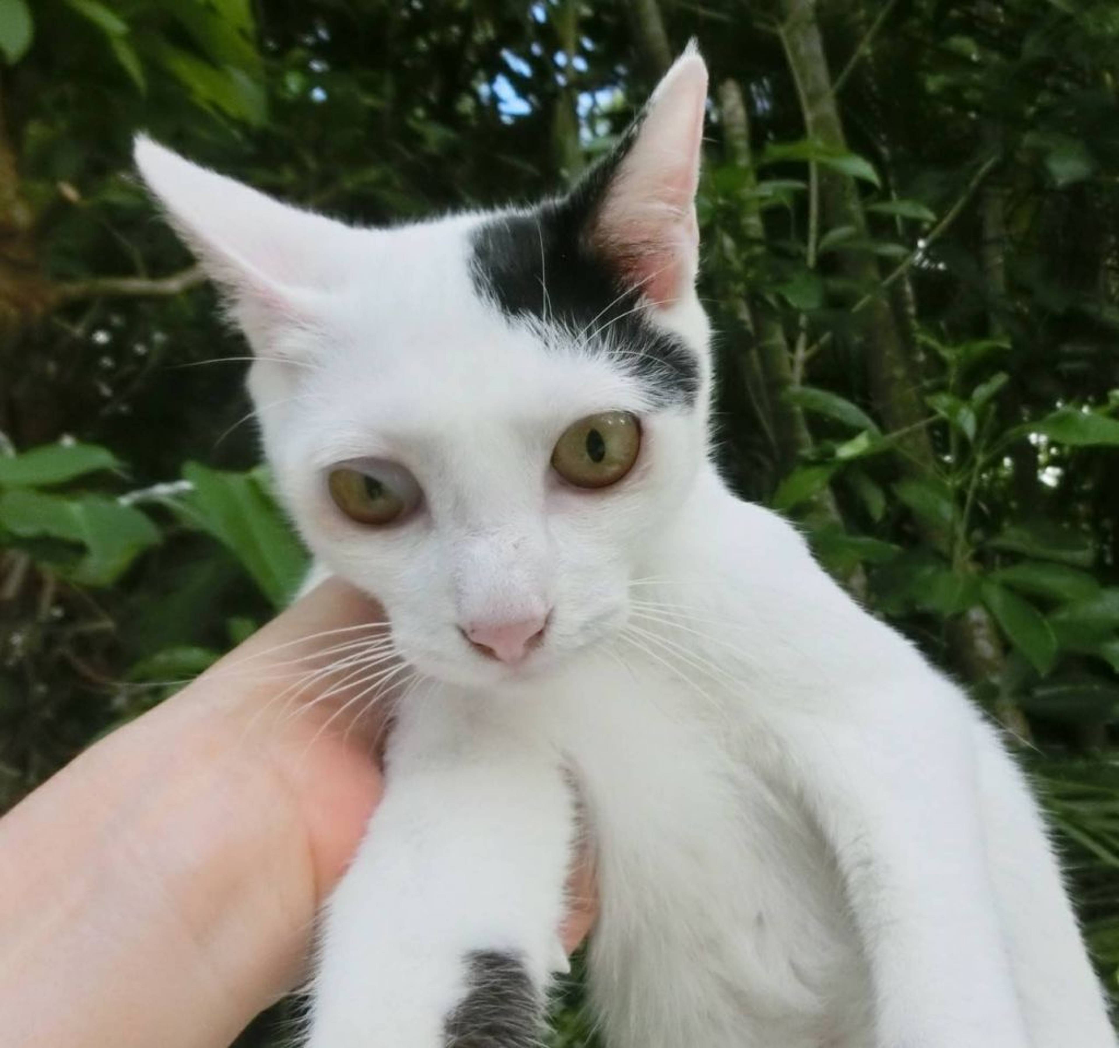 雑種（ミックス猫）・オスの里親募集の写真