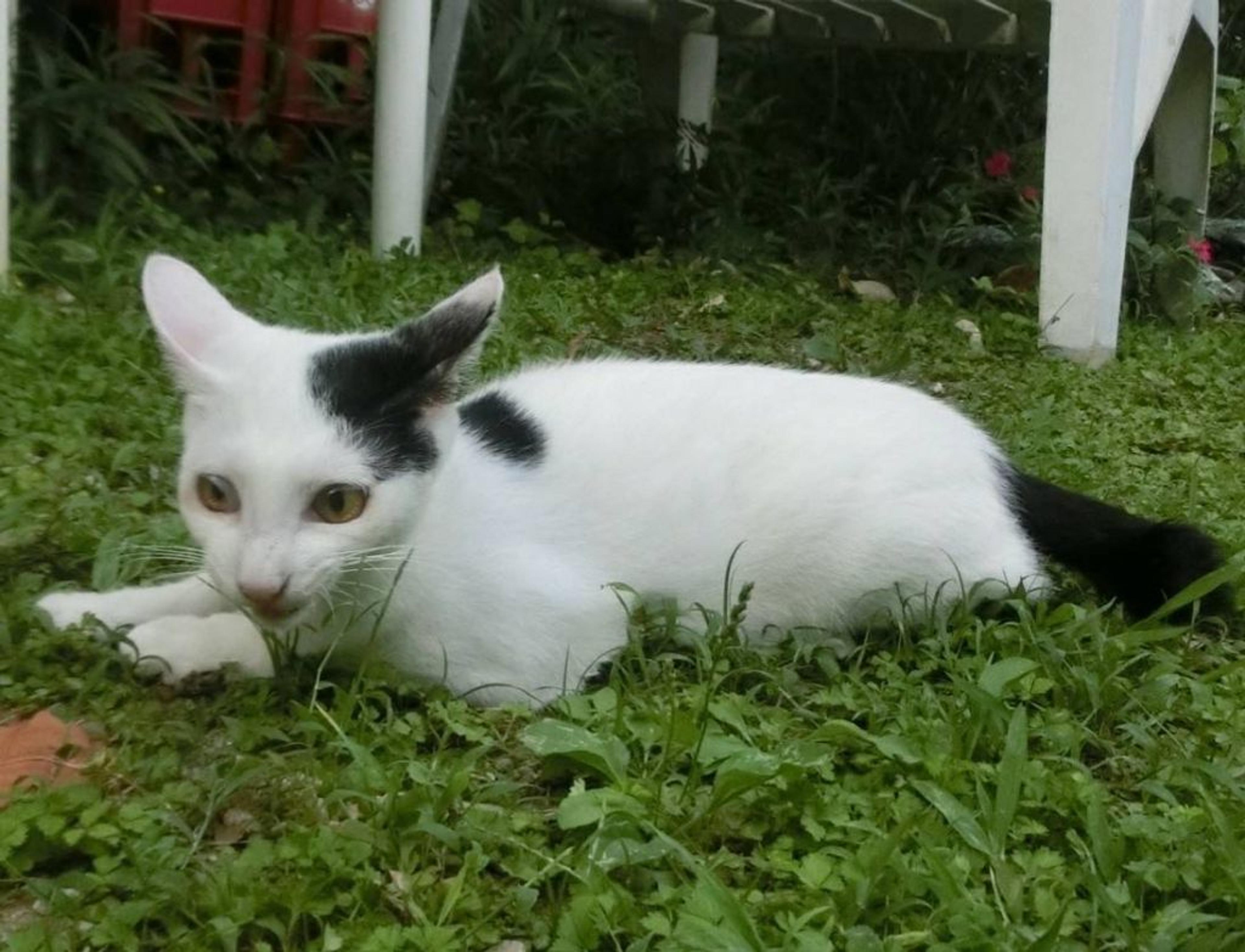 pet-image-2