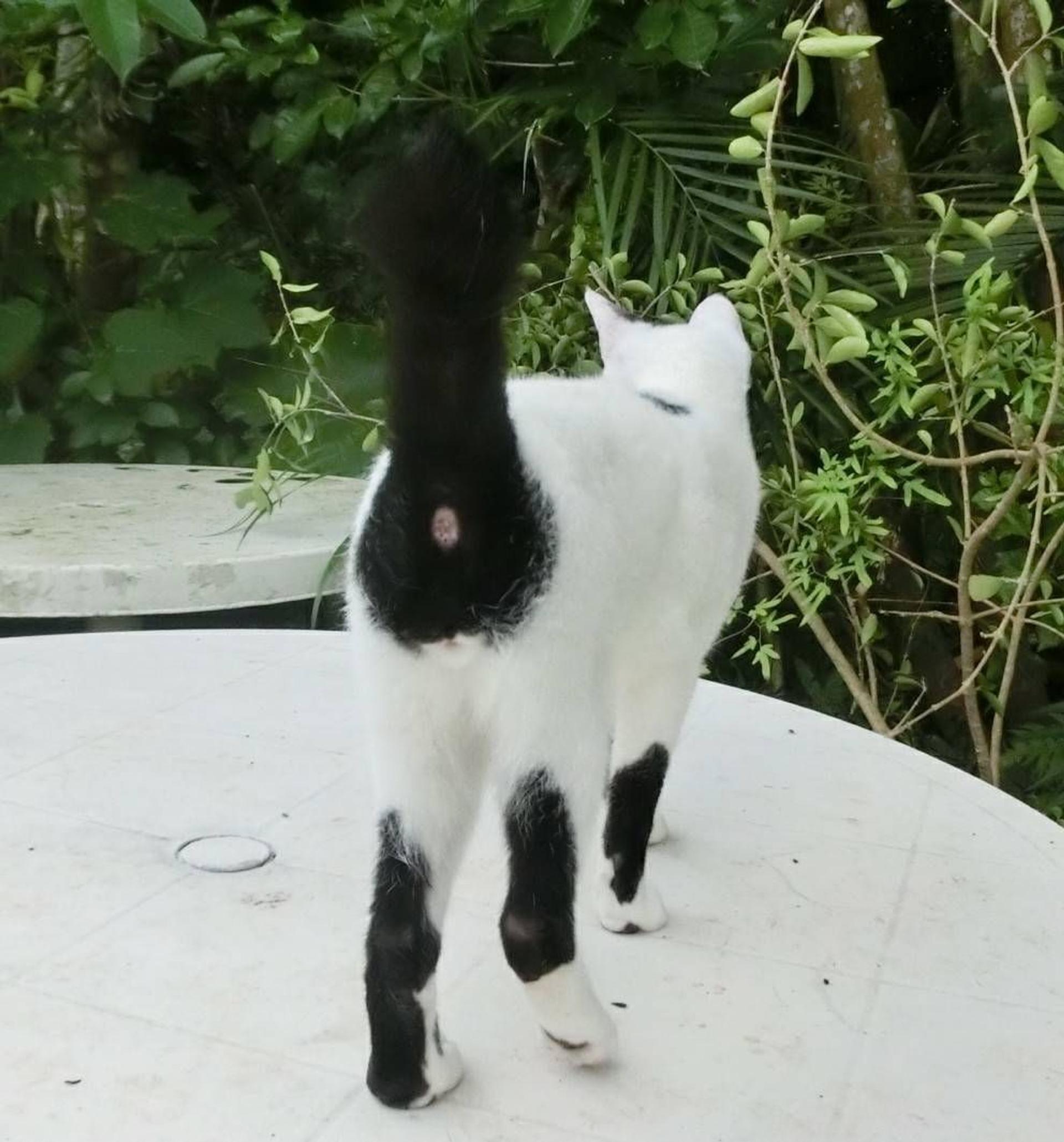 pet-image-3
