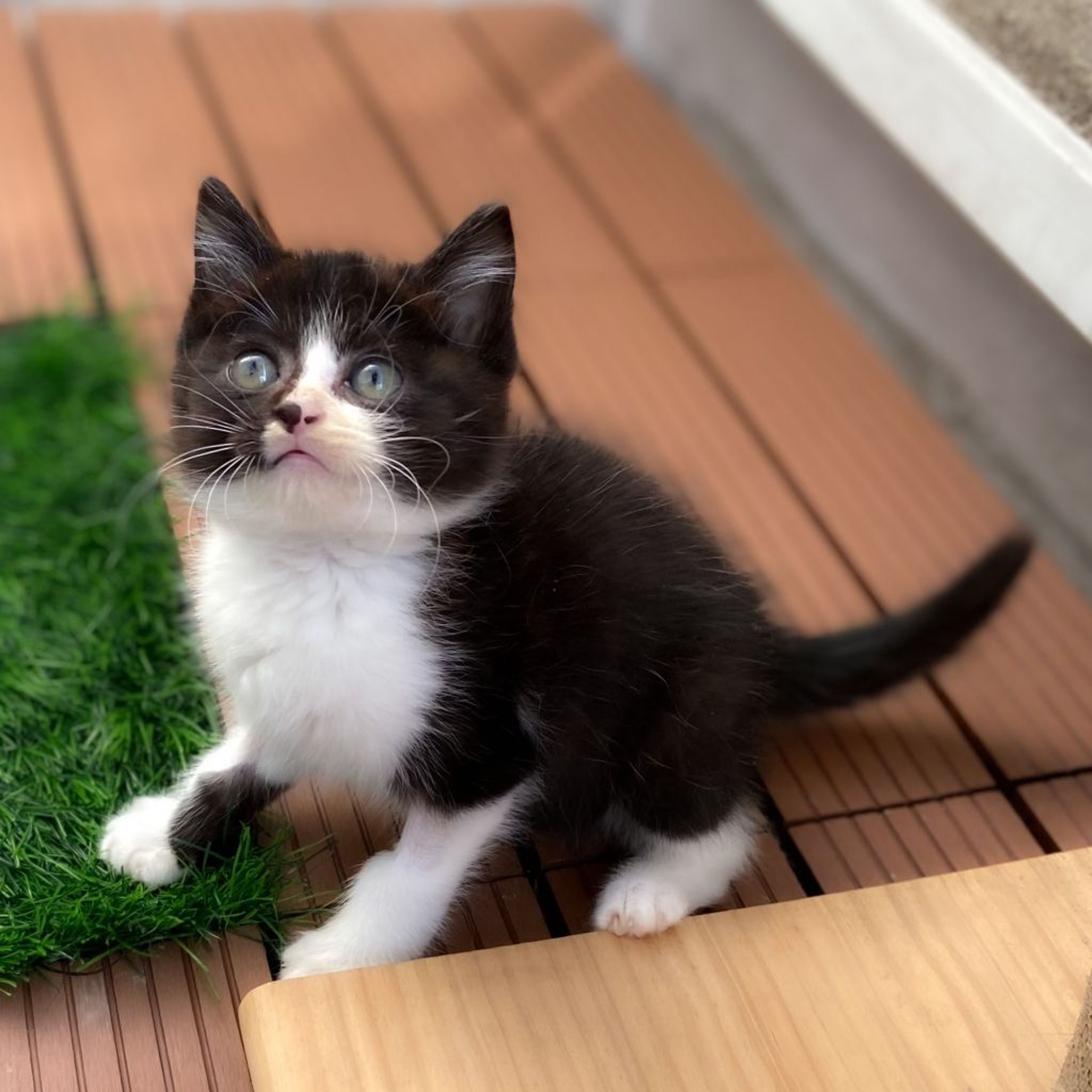 pet-image-2