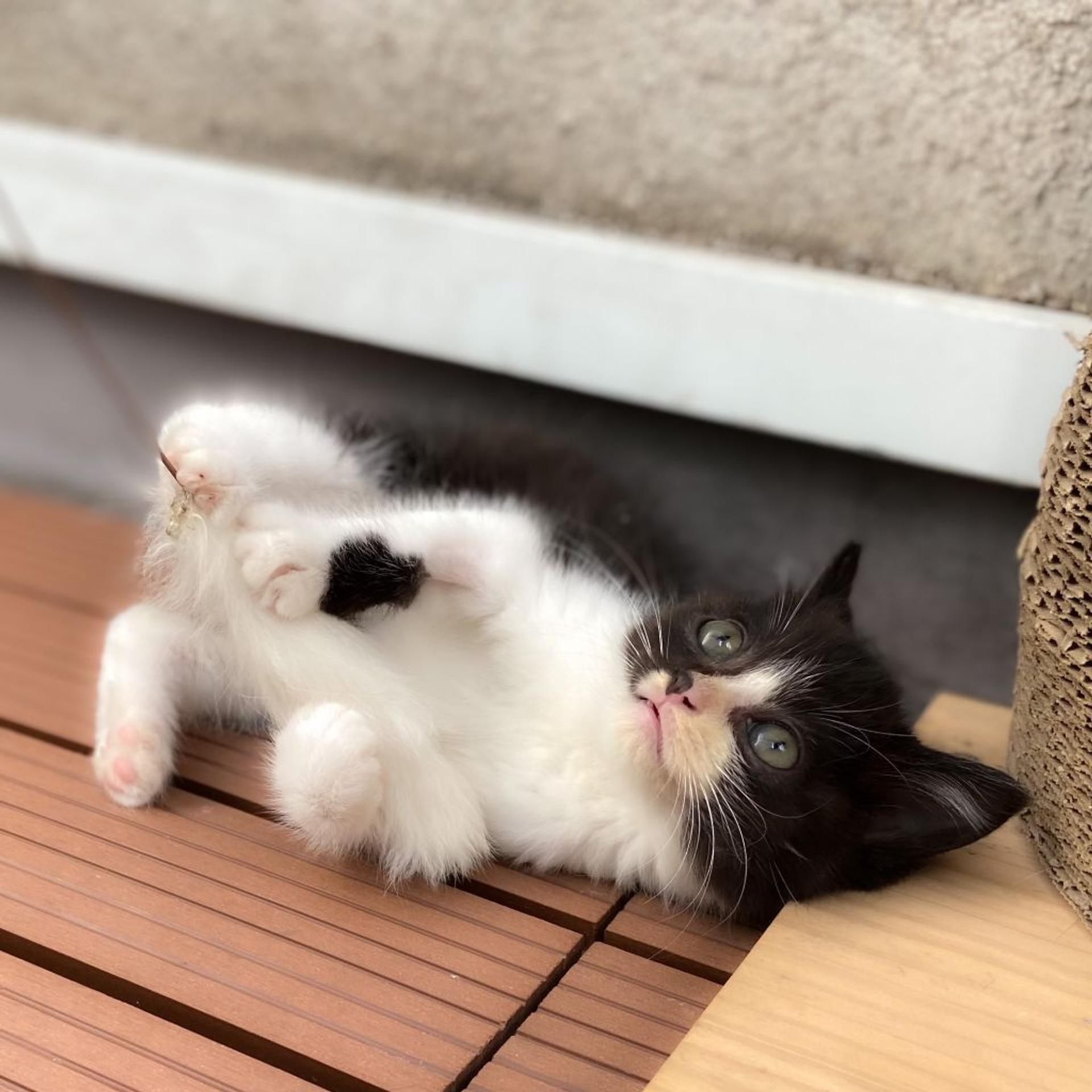 pet-image-3
