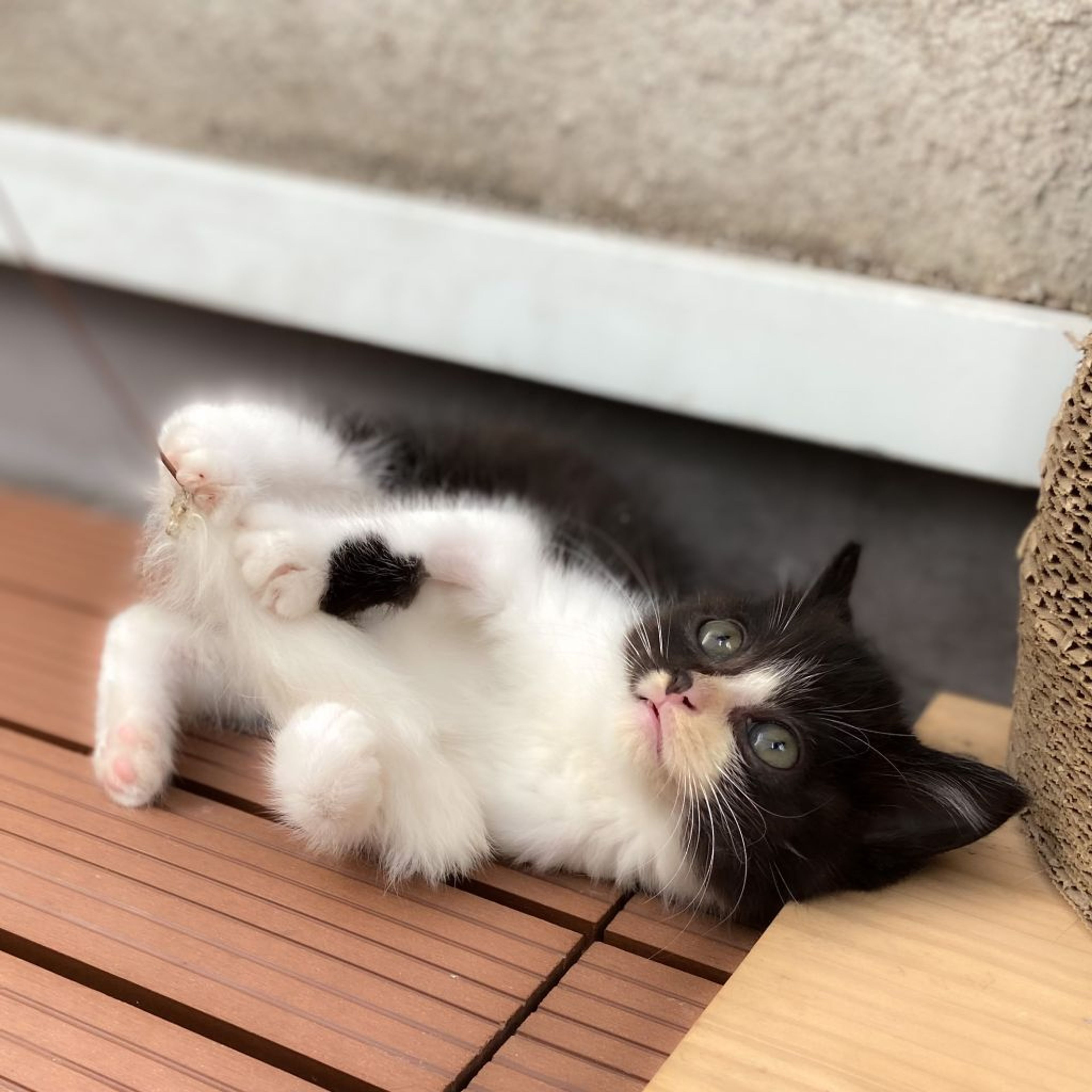 pet-image-3