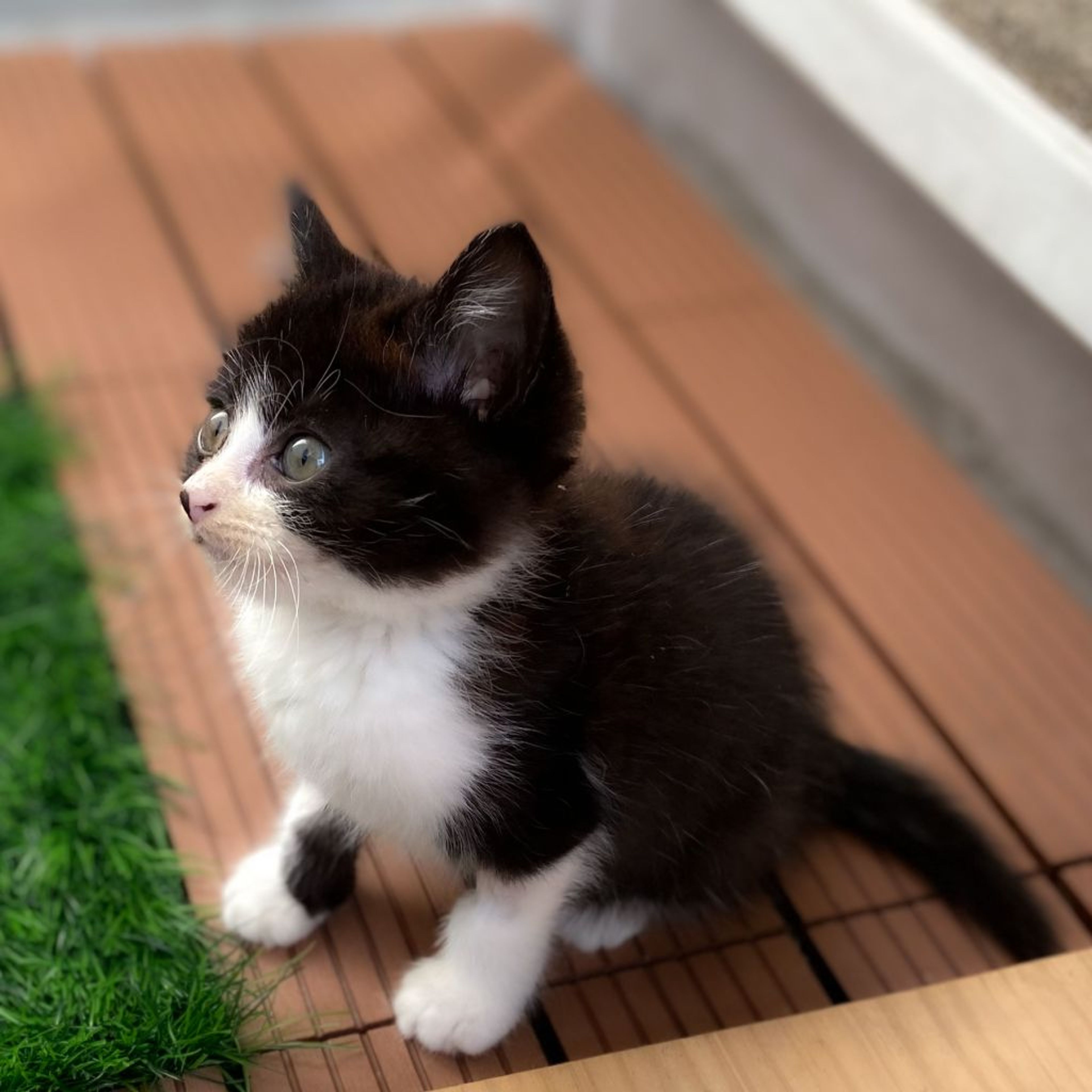 pet-image-5