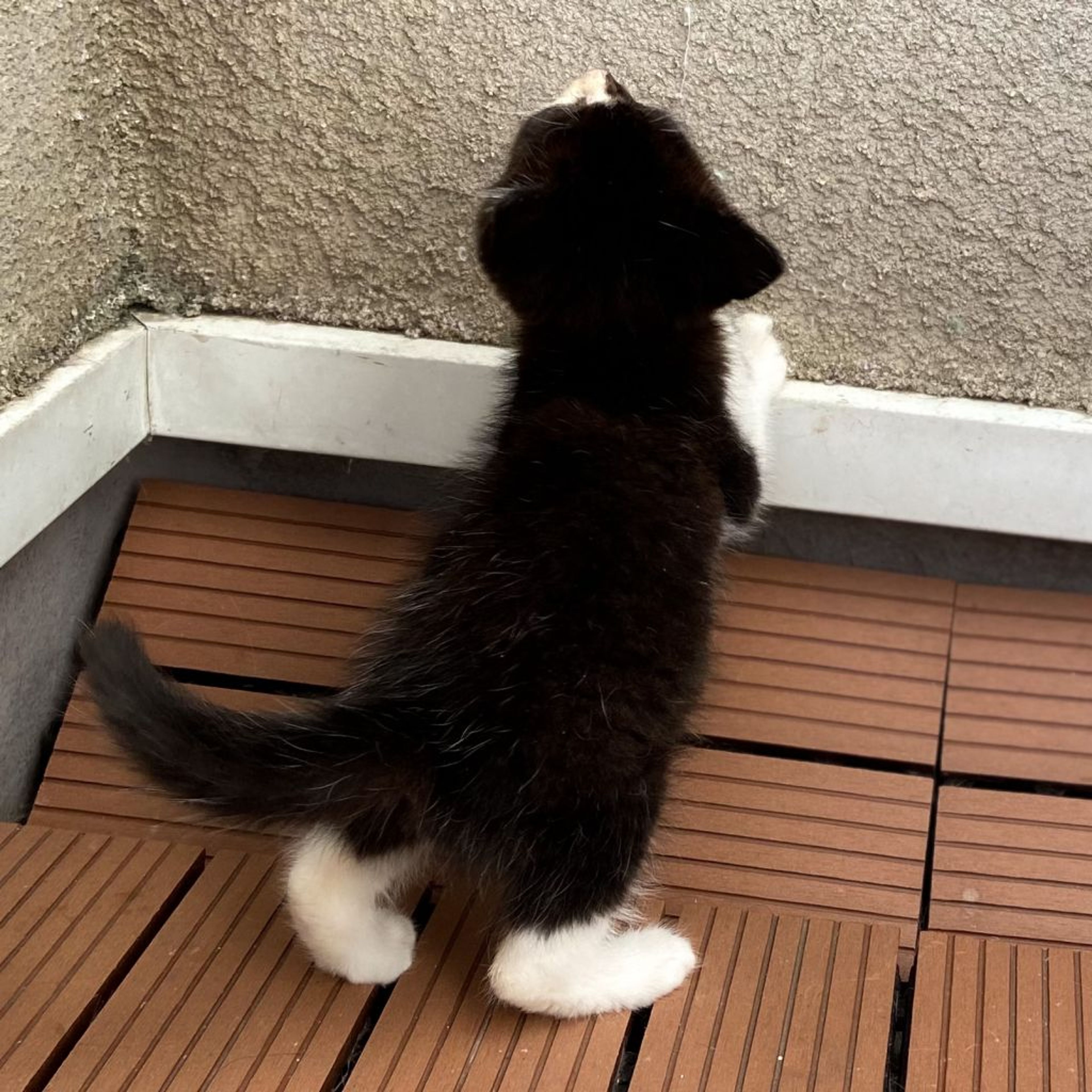 pet-image-6