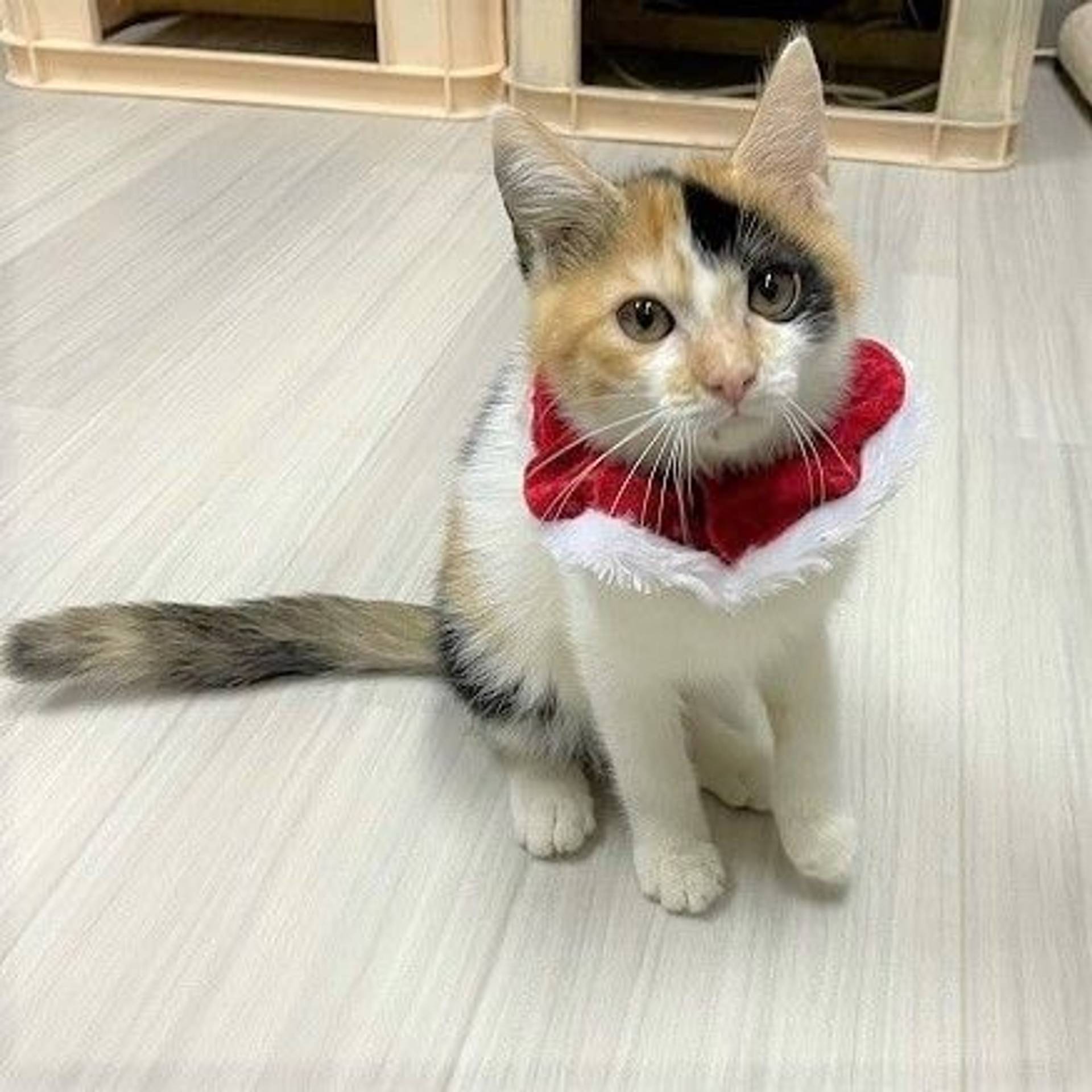 日本猫・メスの里親募集の写真