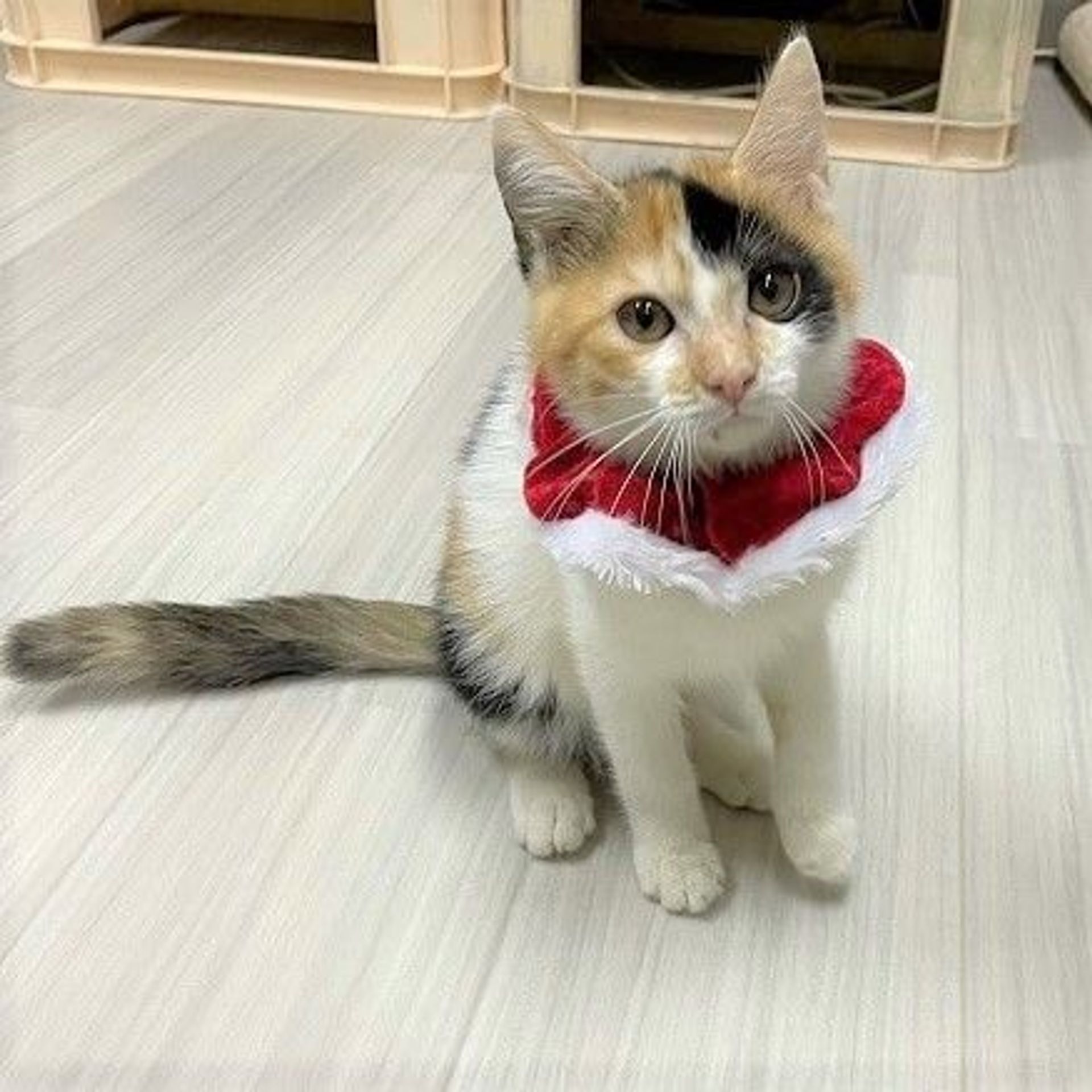 日本猫・メスの里親募集の写真