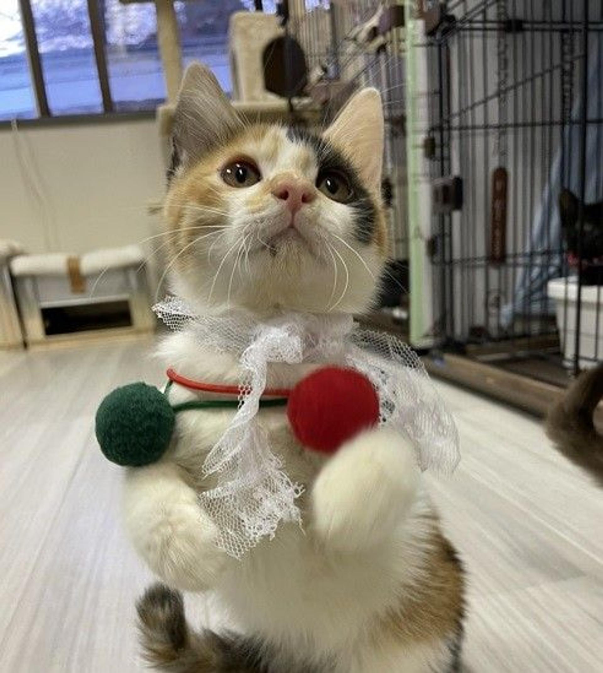 pet-image-2
