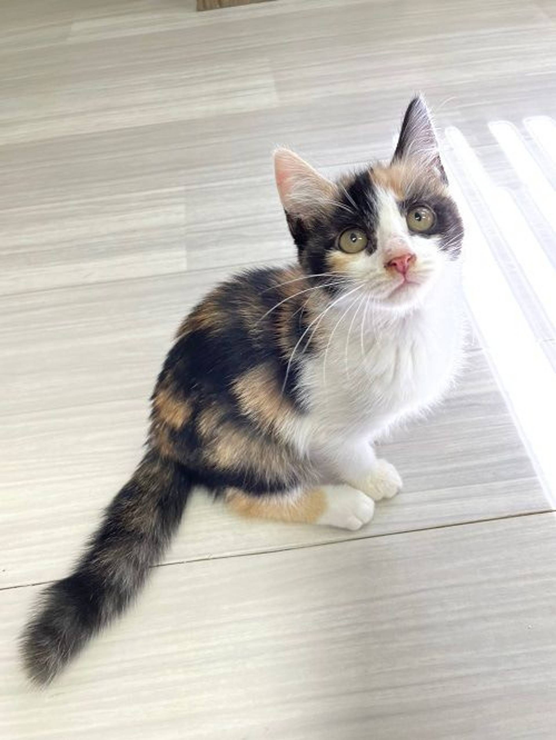 日本猫・メスの里親募集の写真