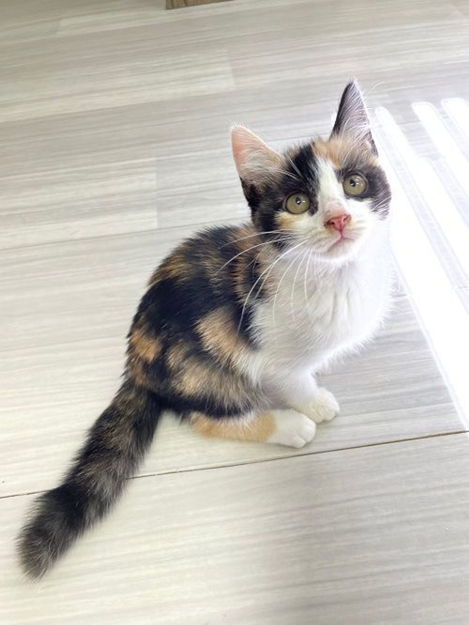 日本猫・メスの里親募集の写真