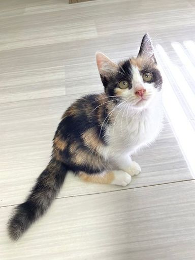 笑夢ちゃん