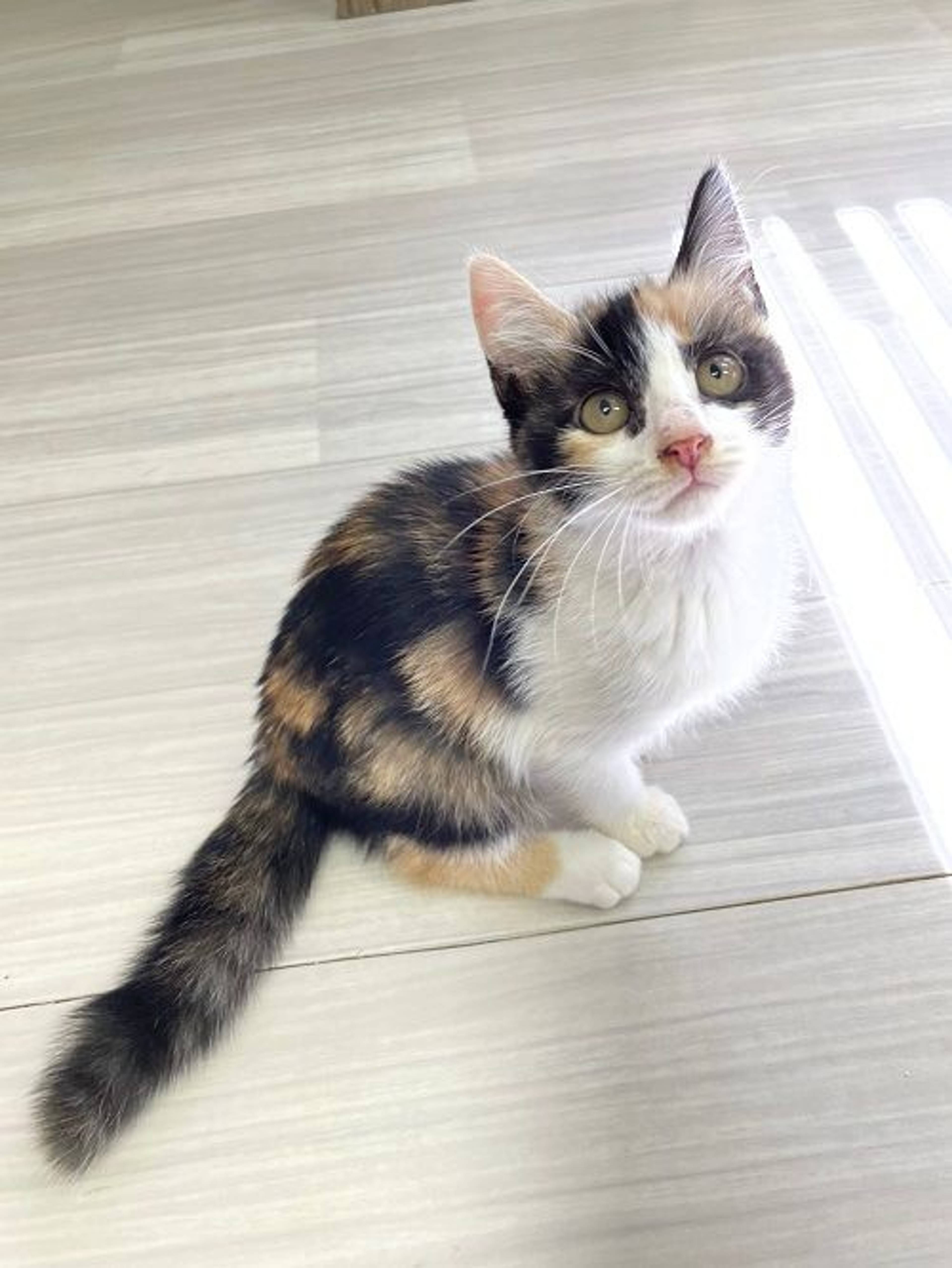 日本猫・メスの里親募集の写真