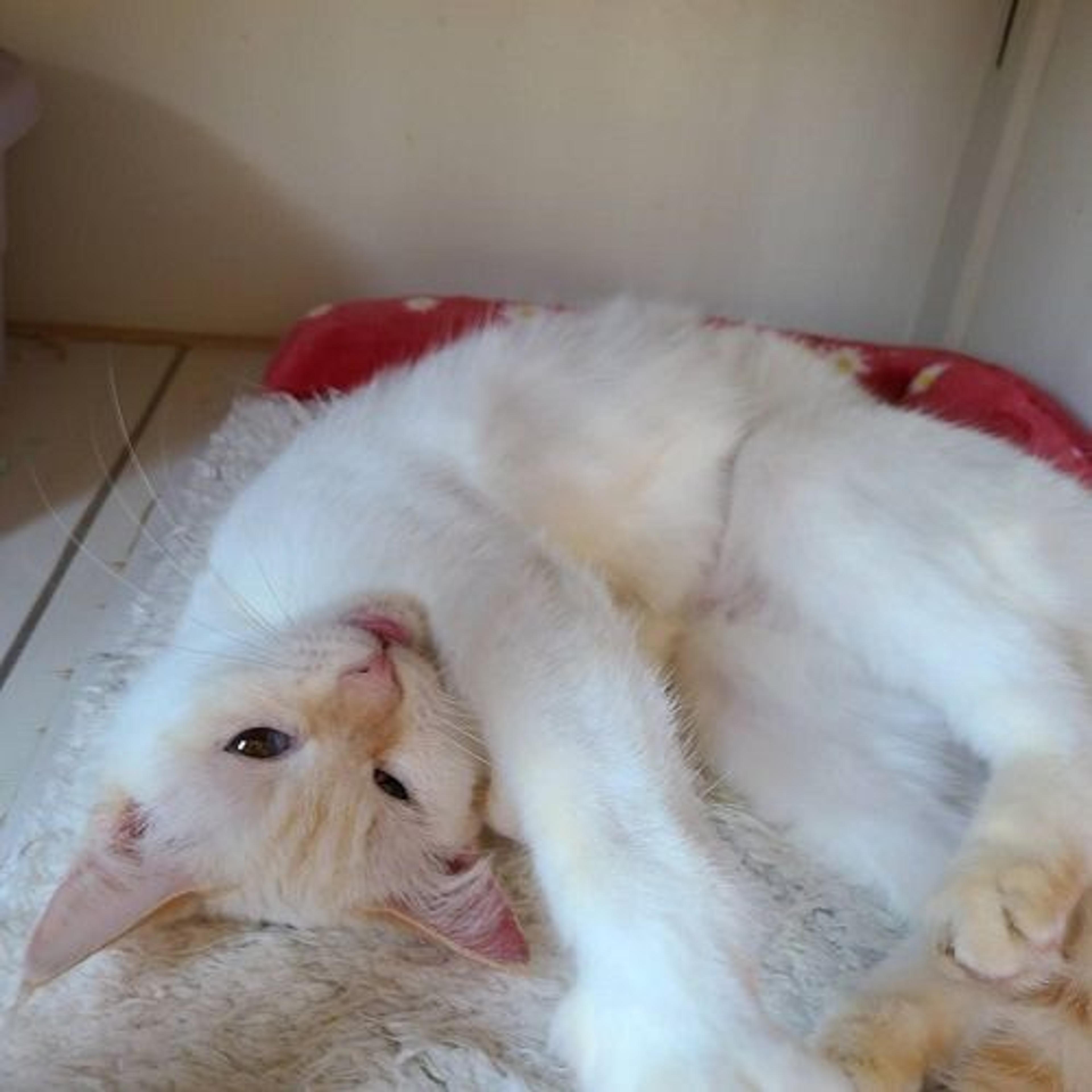 pet-image-2