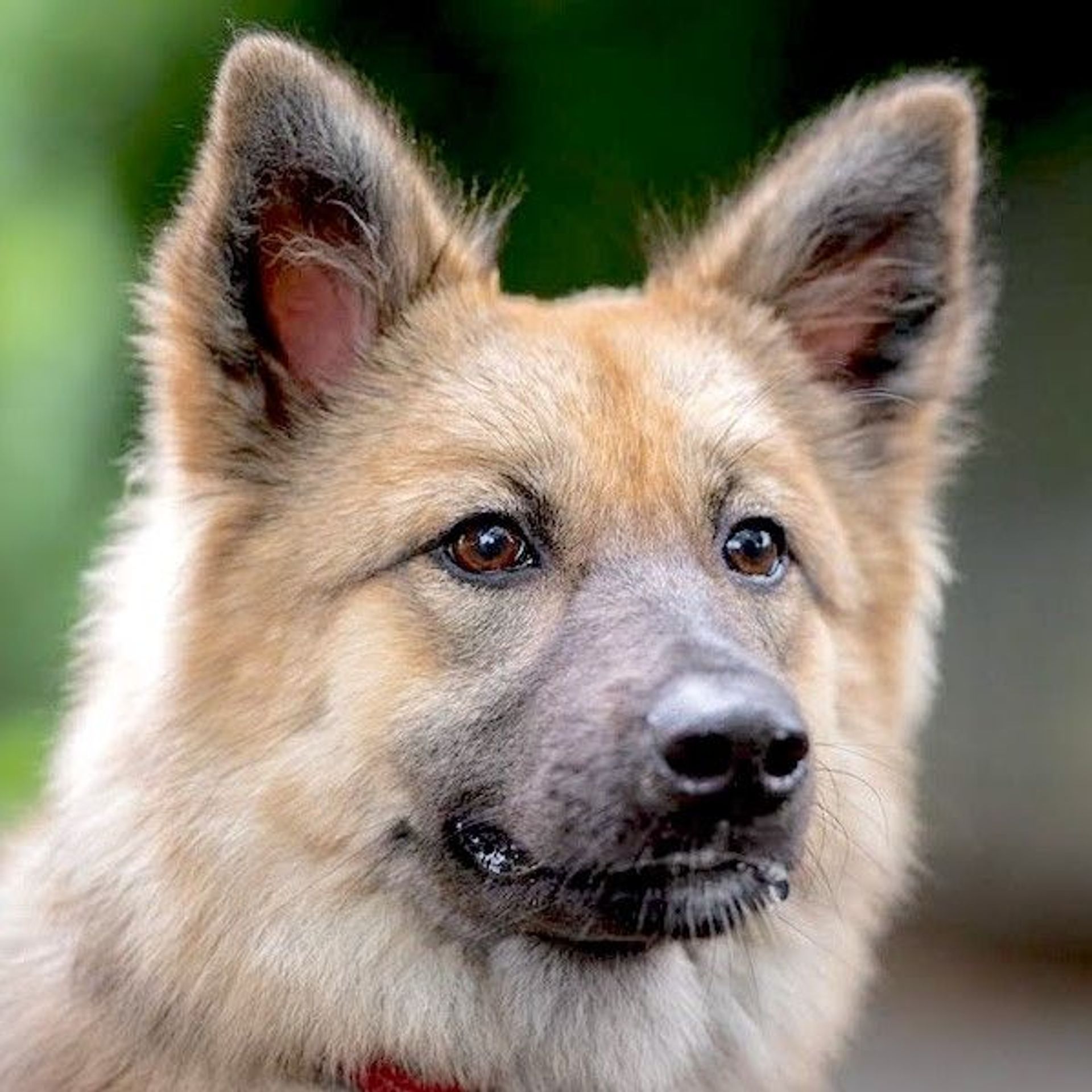 雑種（ミックス犬）・メスの里親募集の写真