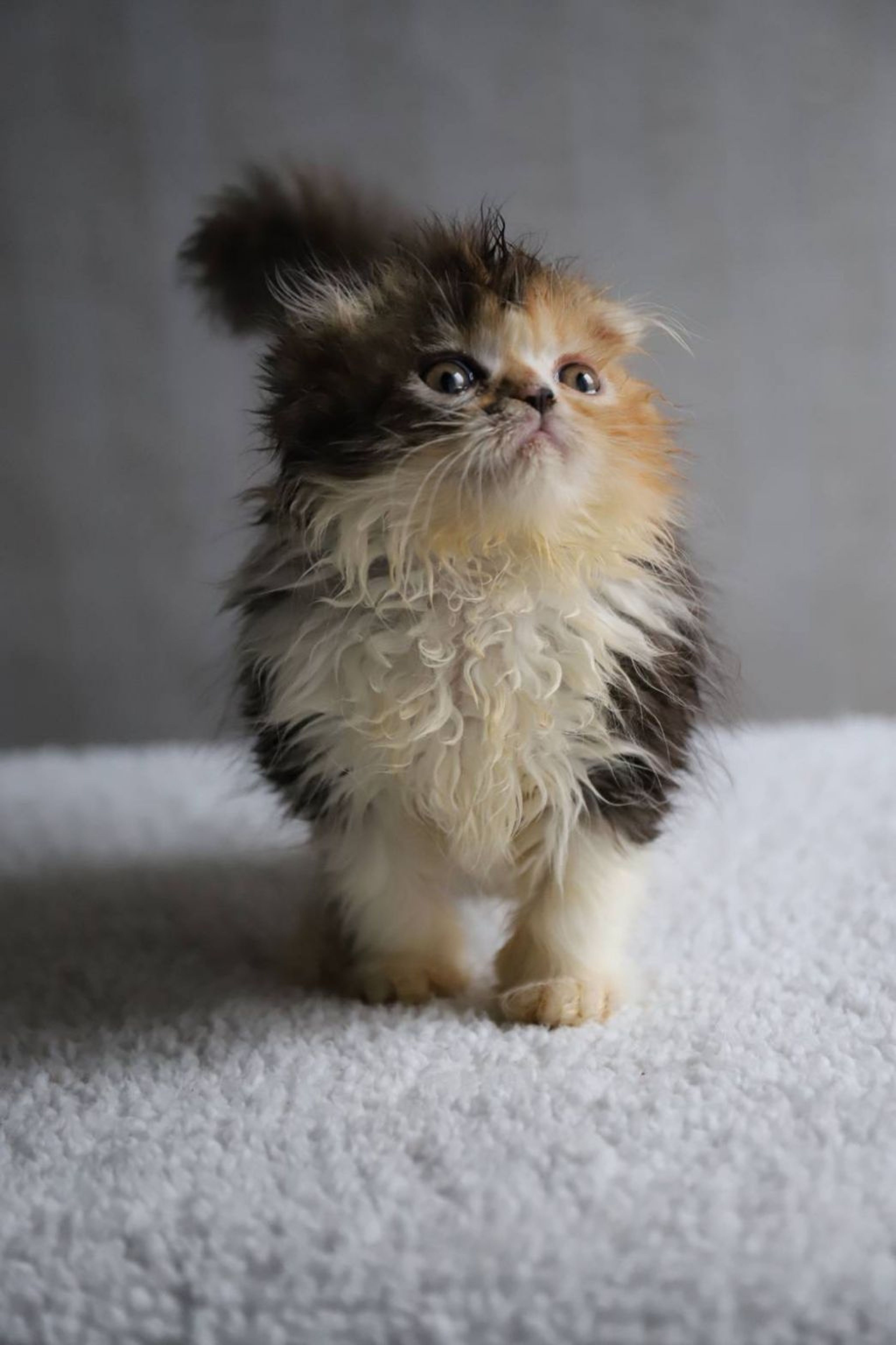 pet-image-4