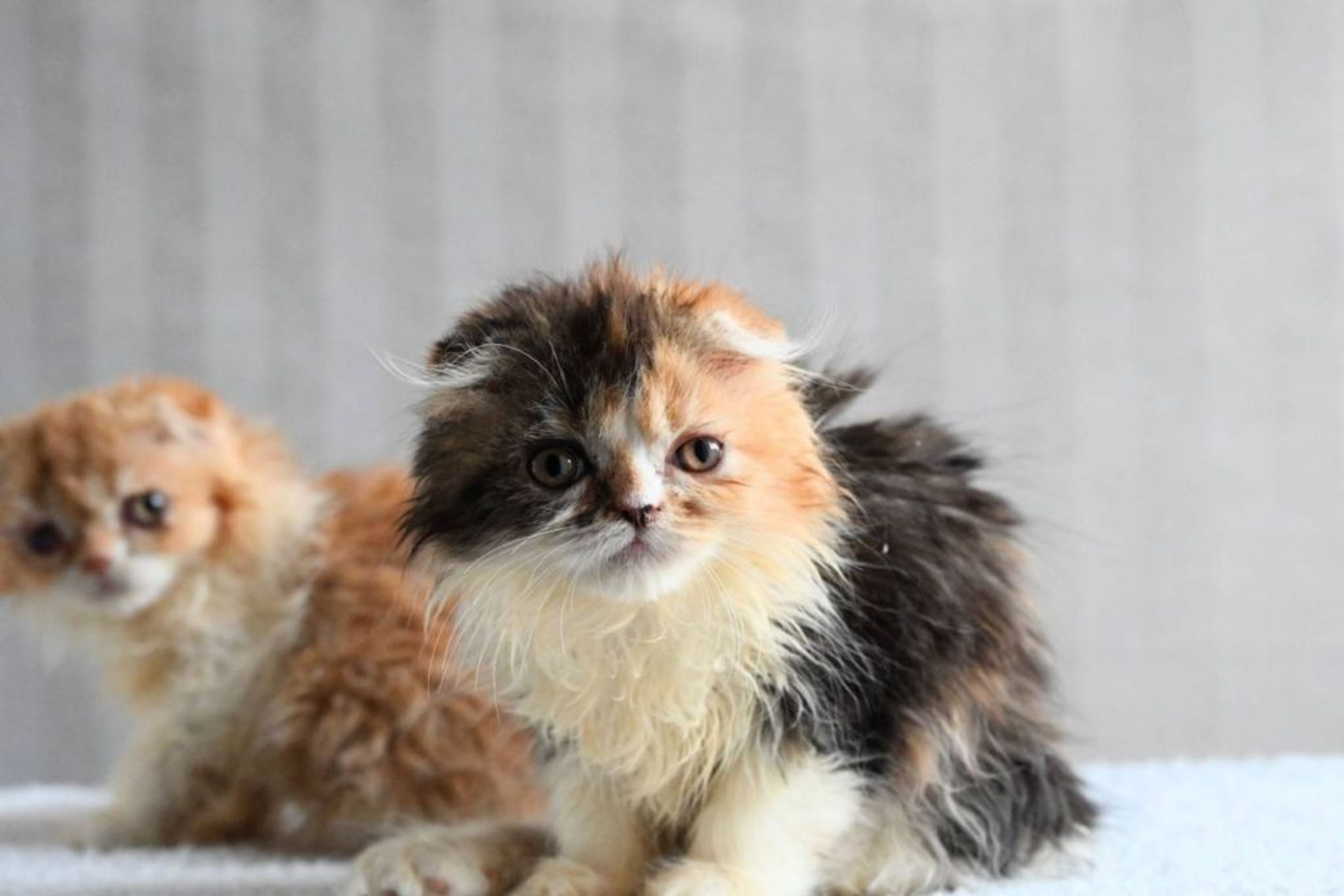 pet-image-5