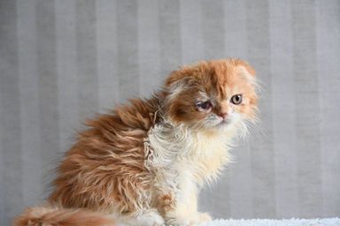 チャイの写真