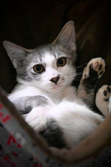 グレちゃんの写真