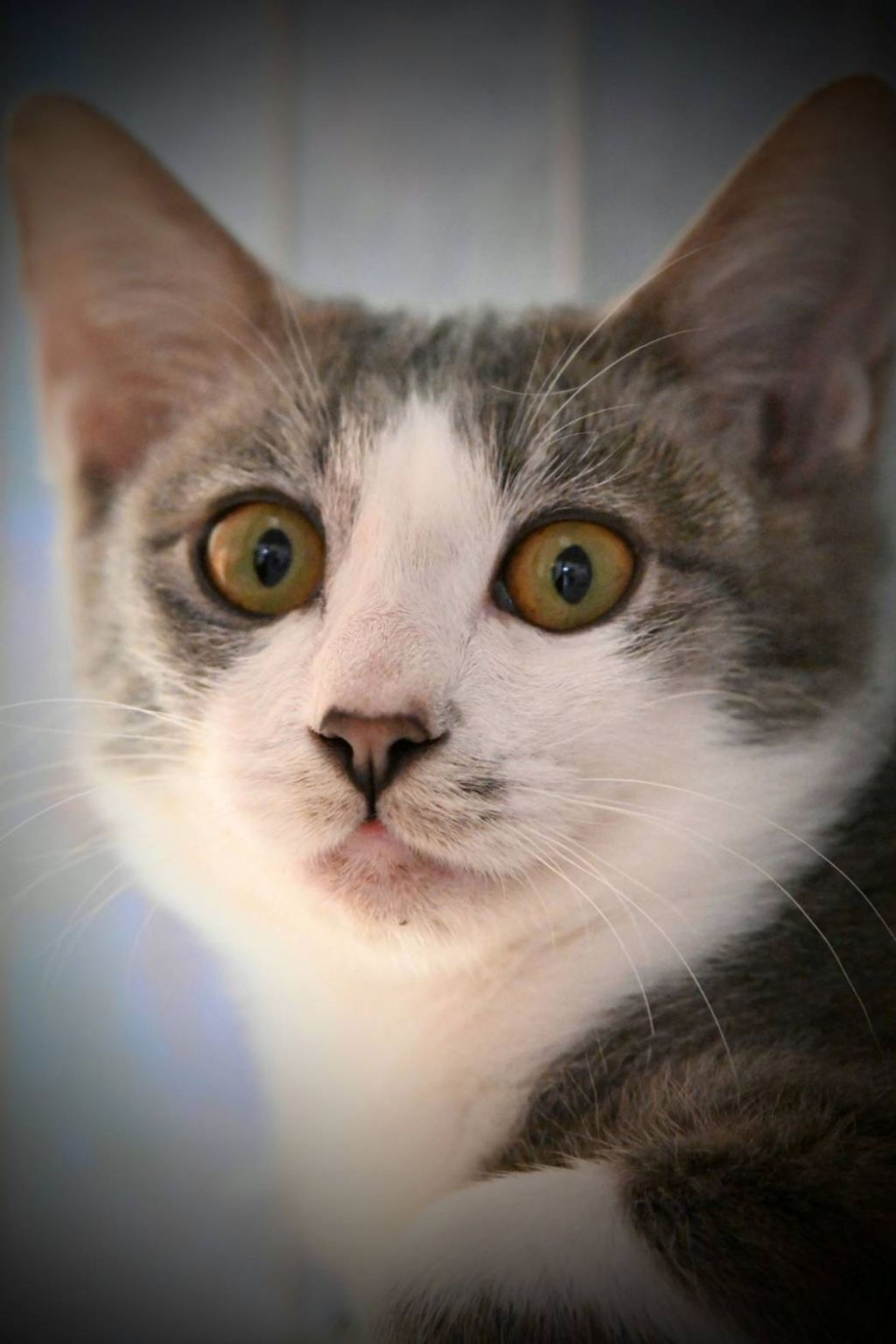 pet-image-3