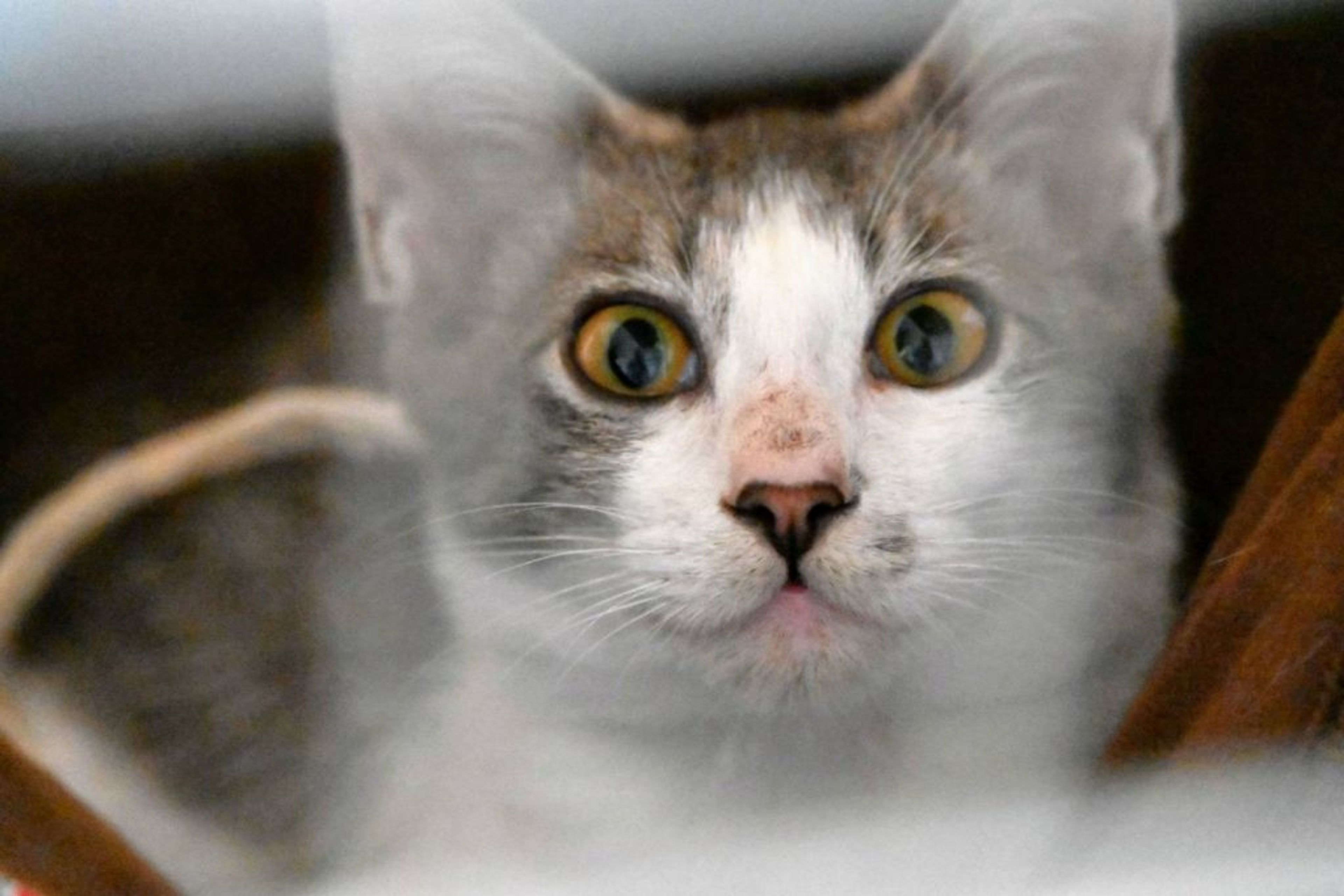 pet-image-4