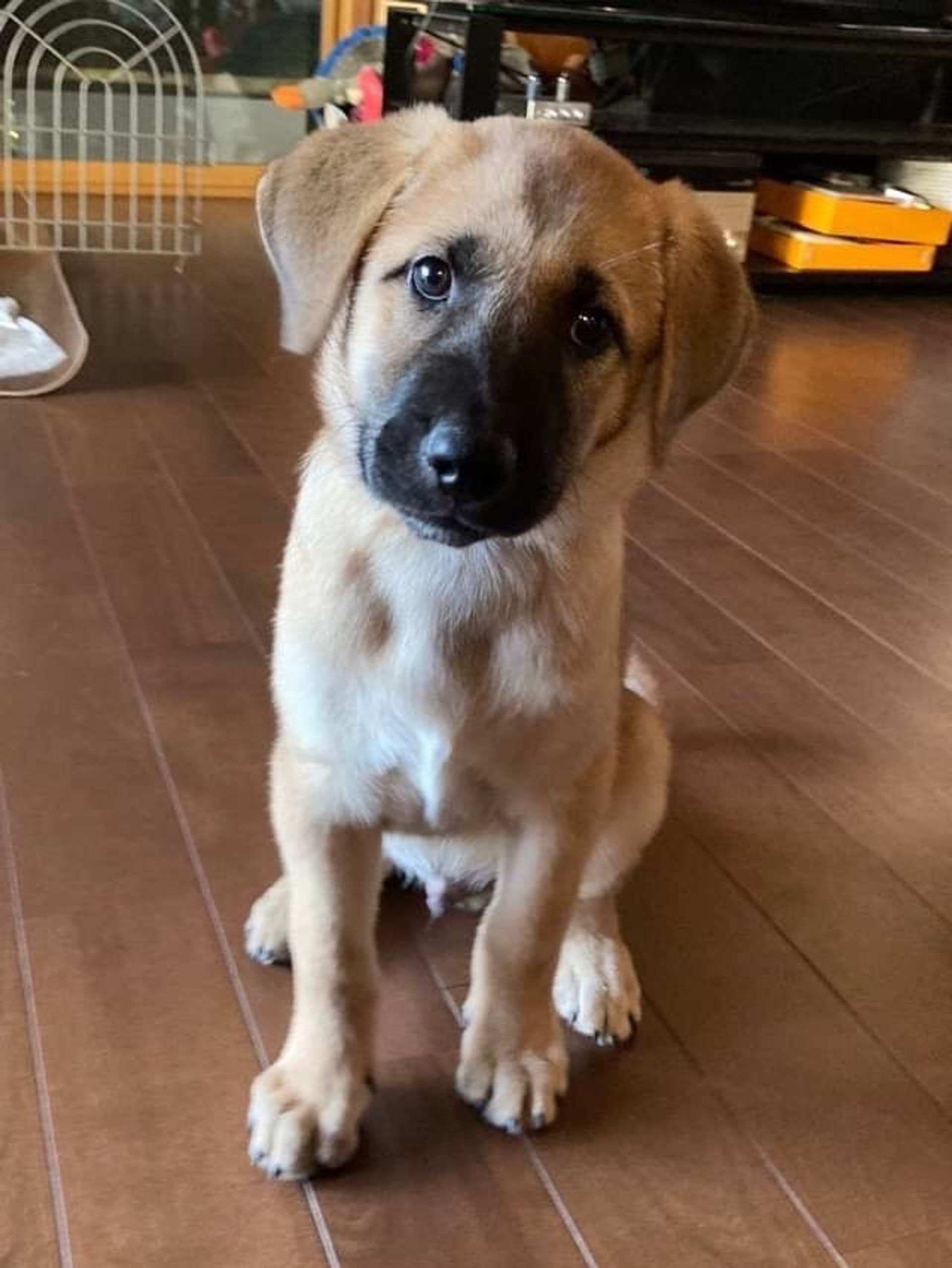 雑種（ミックス犬）・オスの里親募集の写真