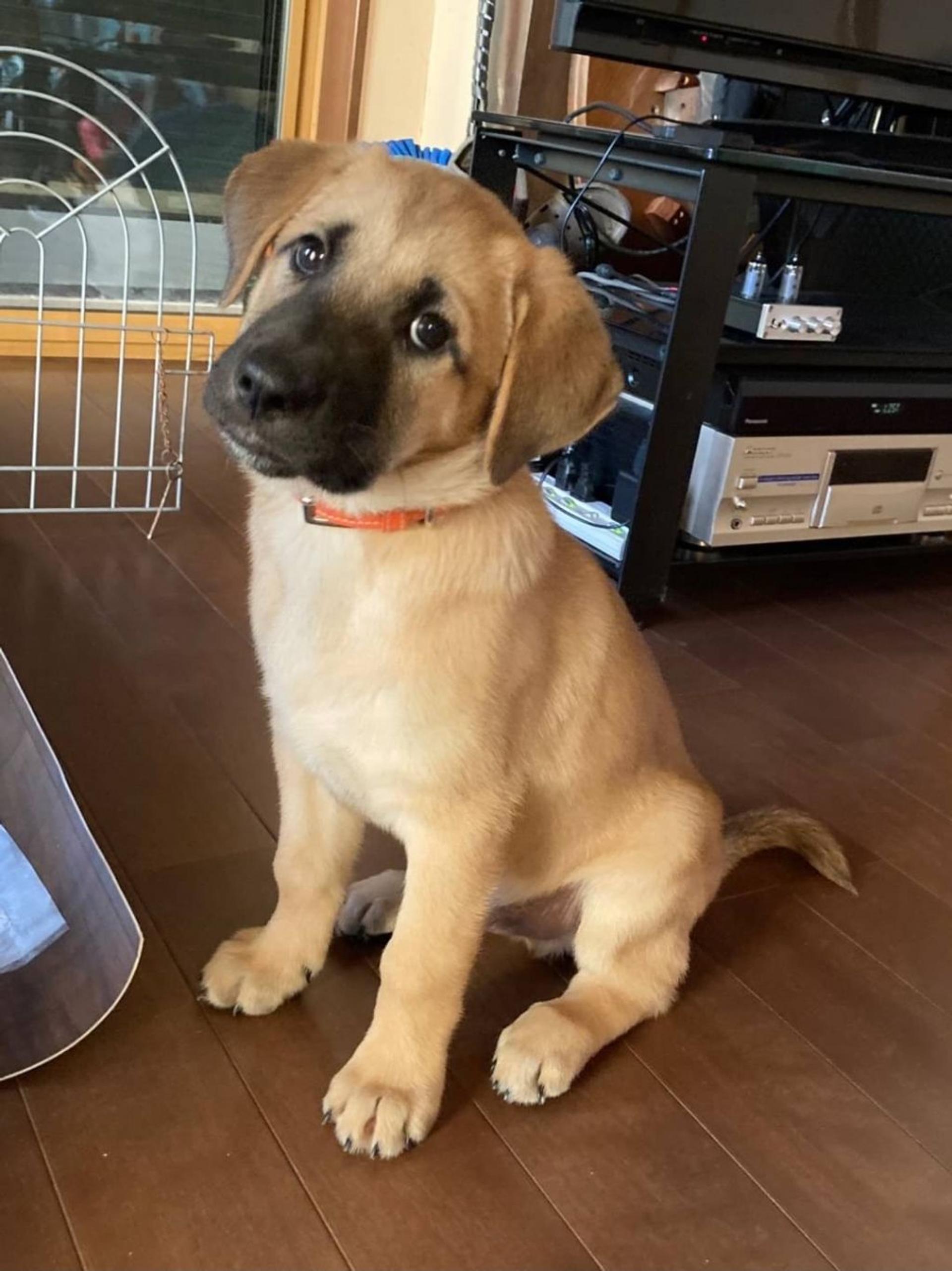 pet-image-2