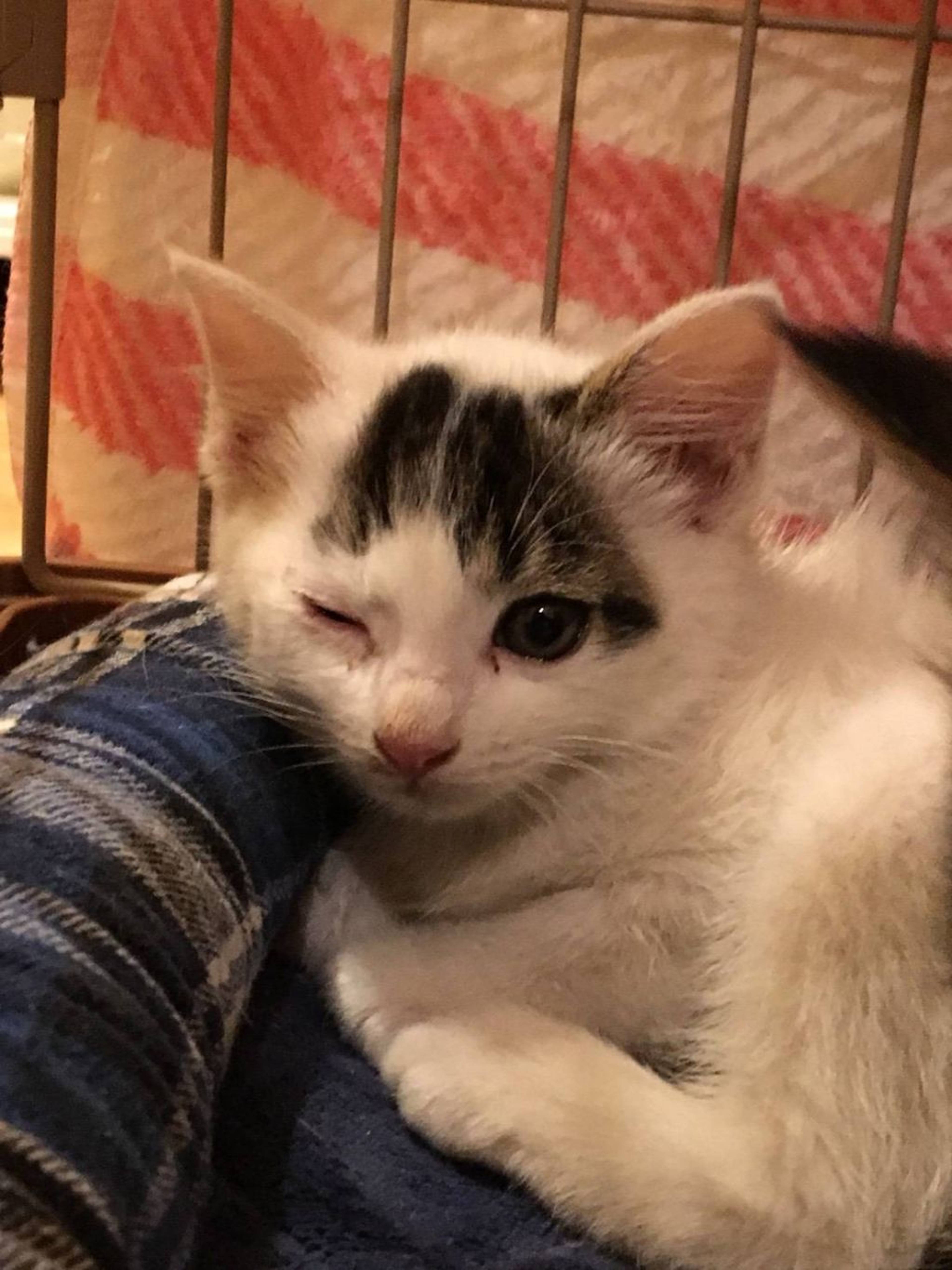 雑種（ミックス猫）・オスの里親募集の写真