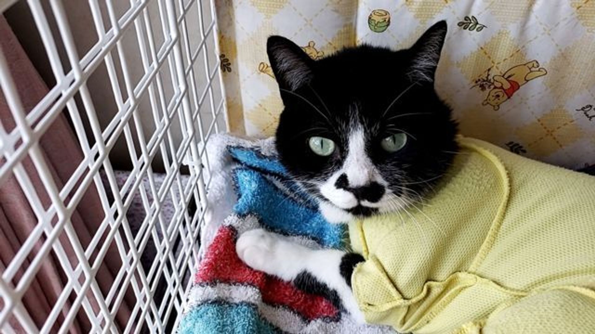 雑種（ミックス猫）・オスの里親募集の写真