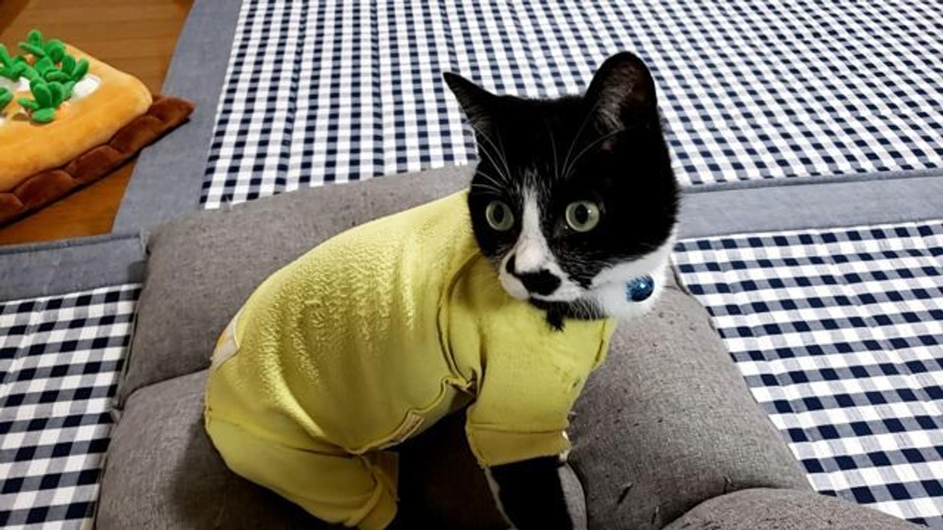 pet-image-3