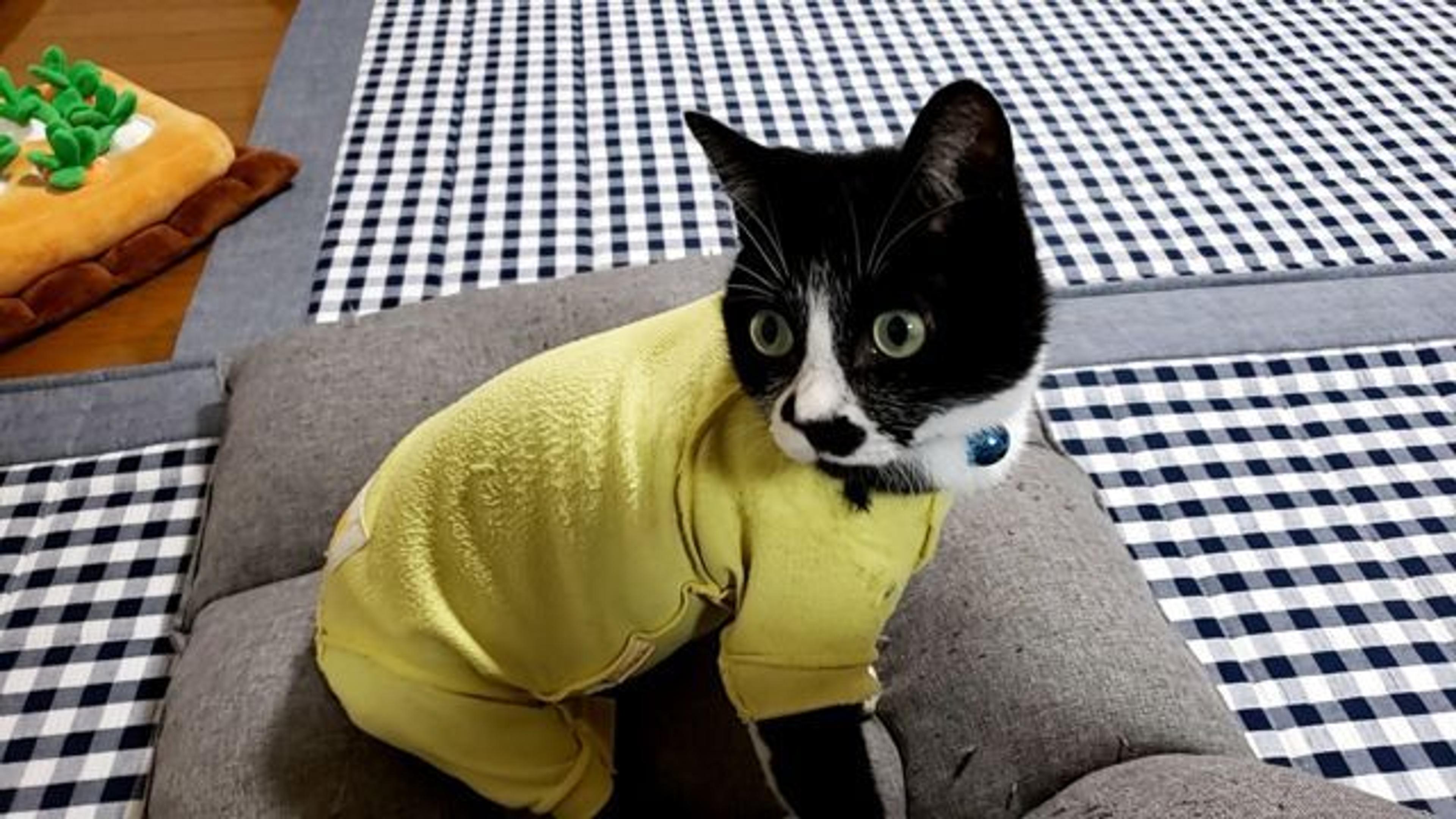 pet-image-3