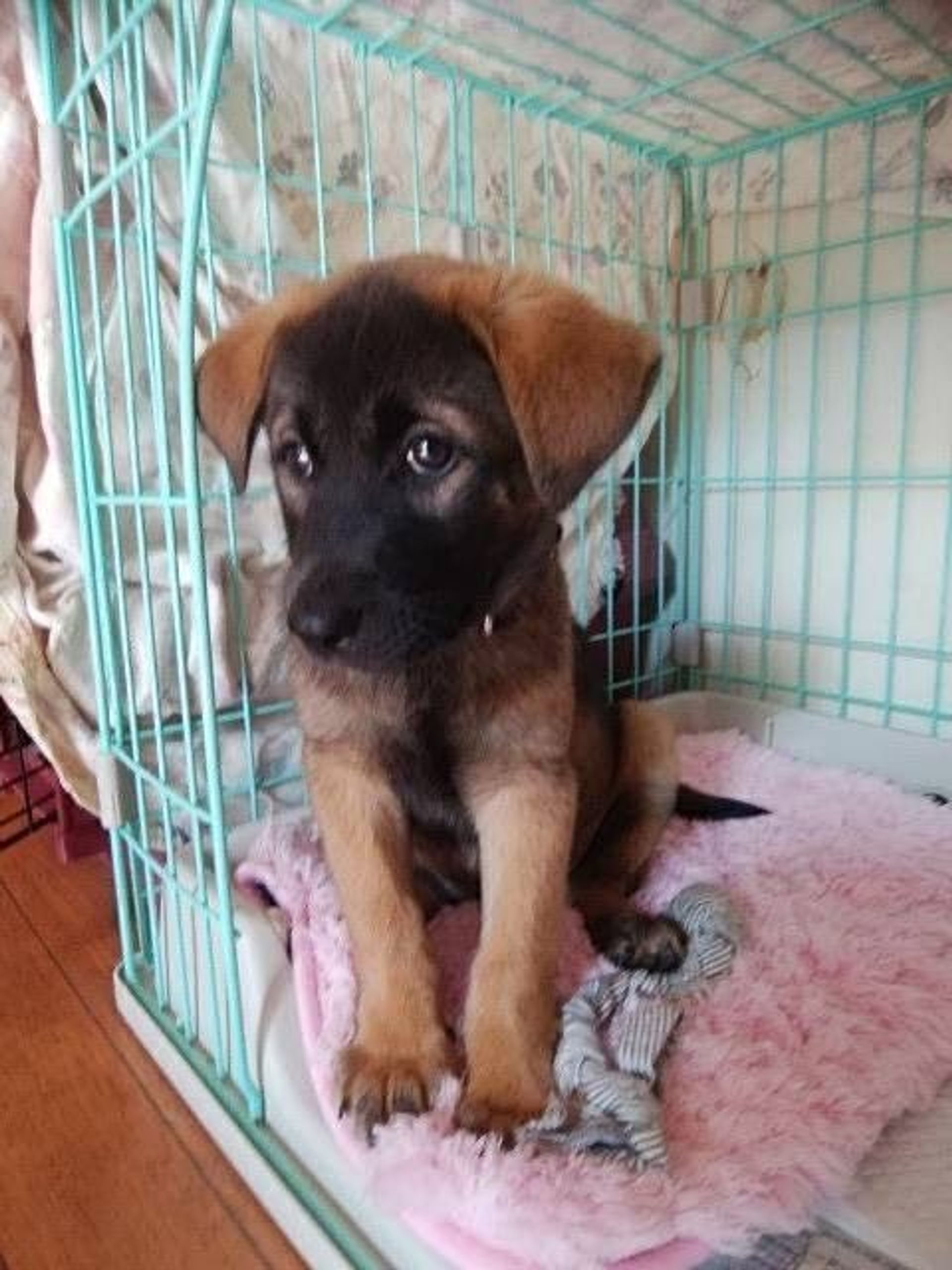 雑種（ミックス犬）・メスの里親募集の写真