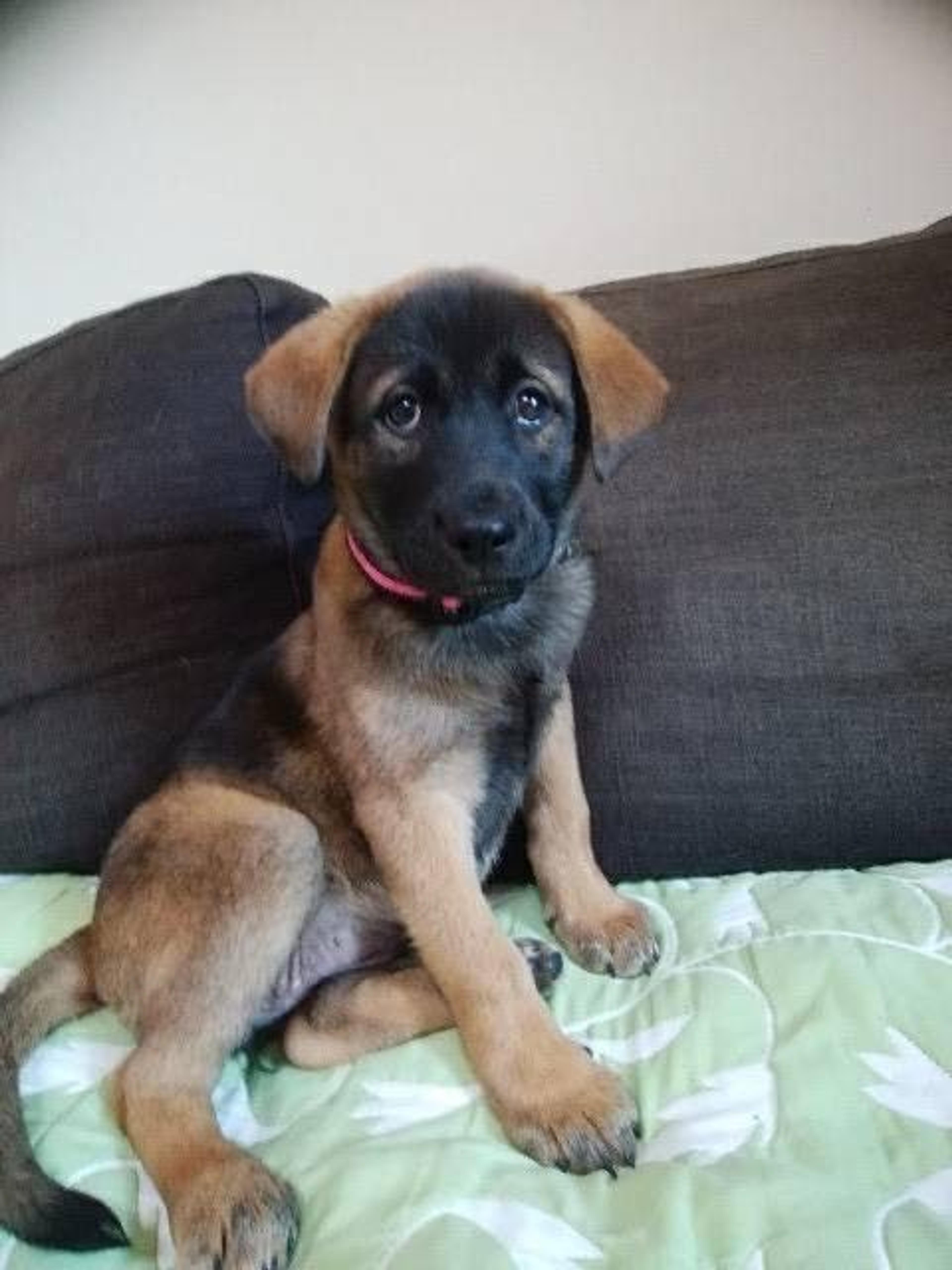 pet-image-2